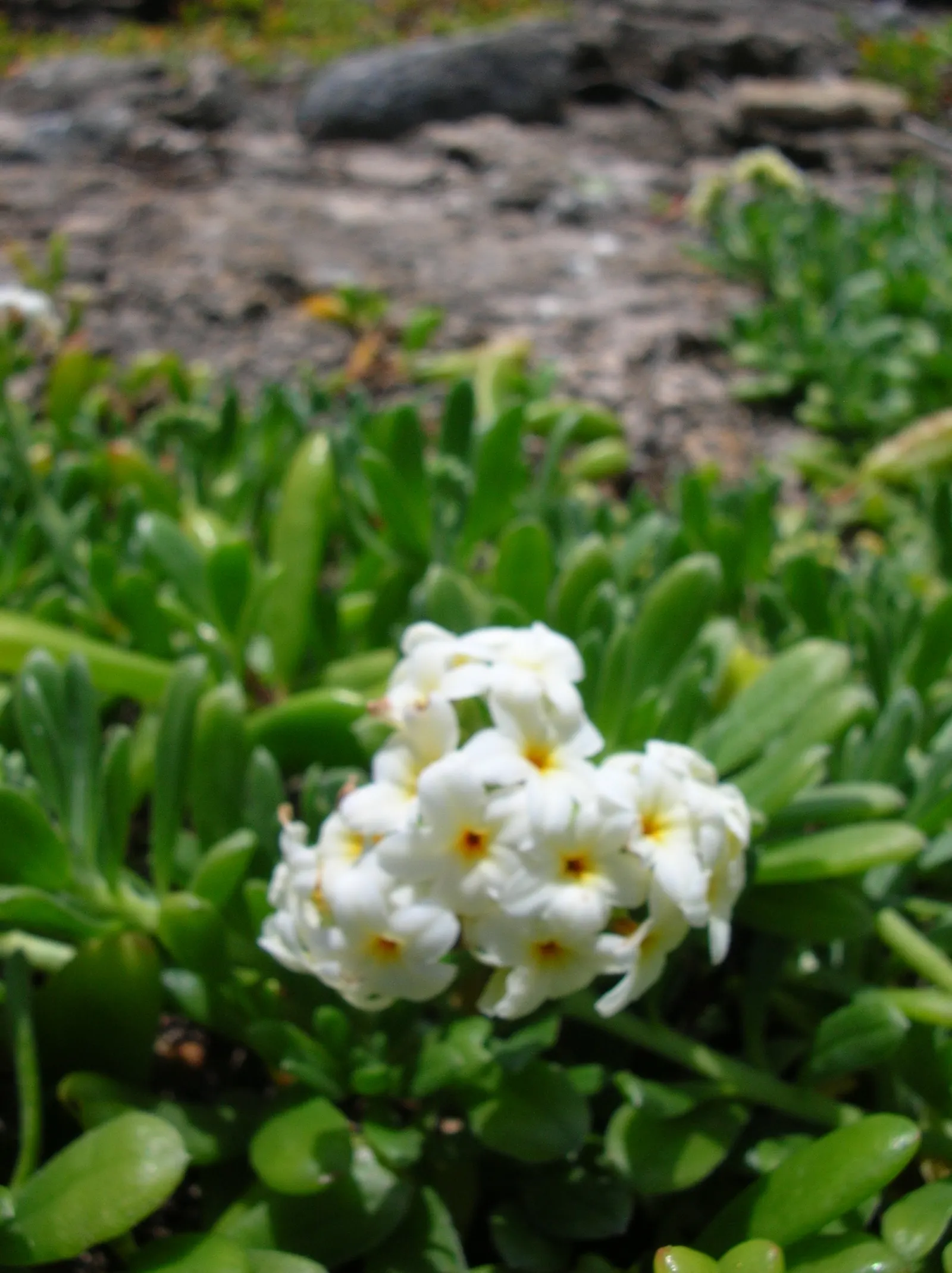 Hinahina, White Heliotrope (Heliotropium Anomalum Argenteum) — while in cooler climates it may act as a deciduous plant
