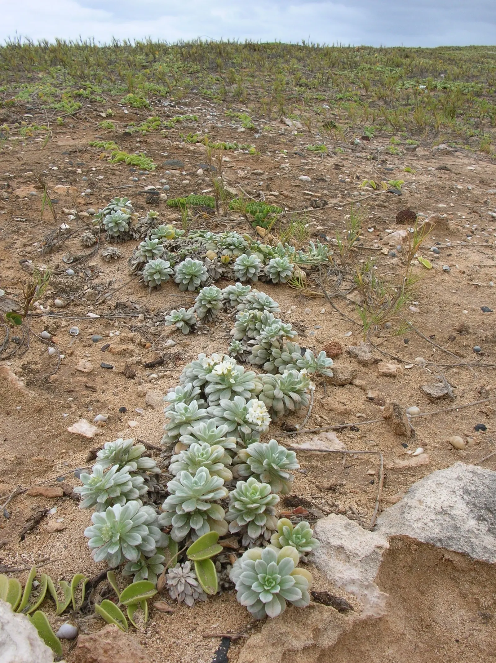 Hinahina, White Heliotrope (Heliotropium Anomalum Argenteum) — During the flowering season from spring until fall, expect delicate clusters of small, white