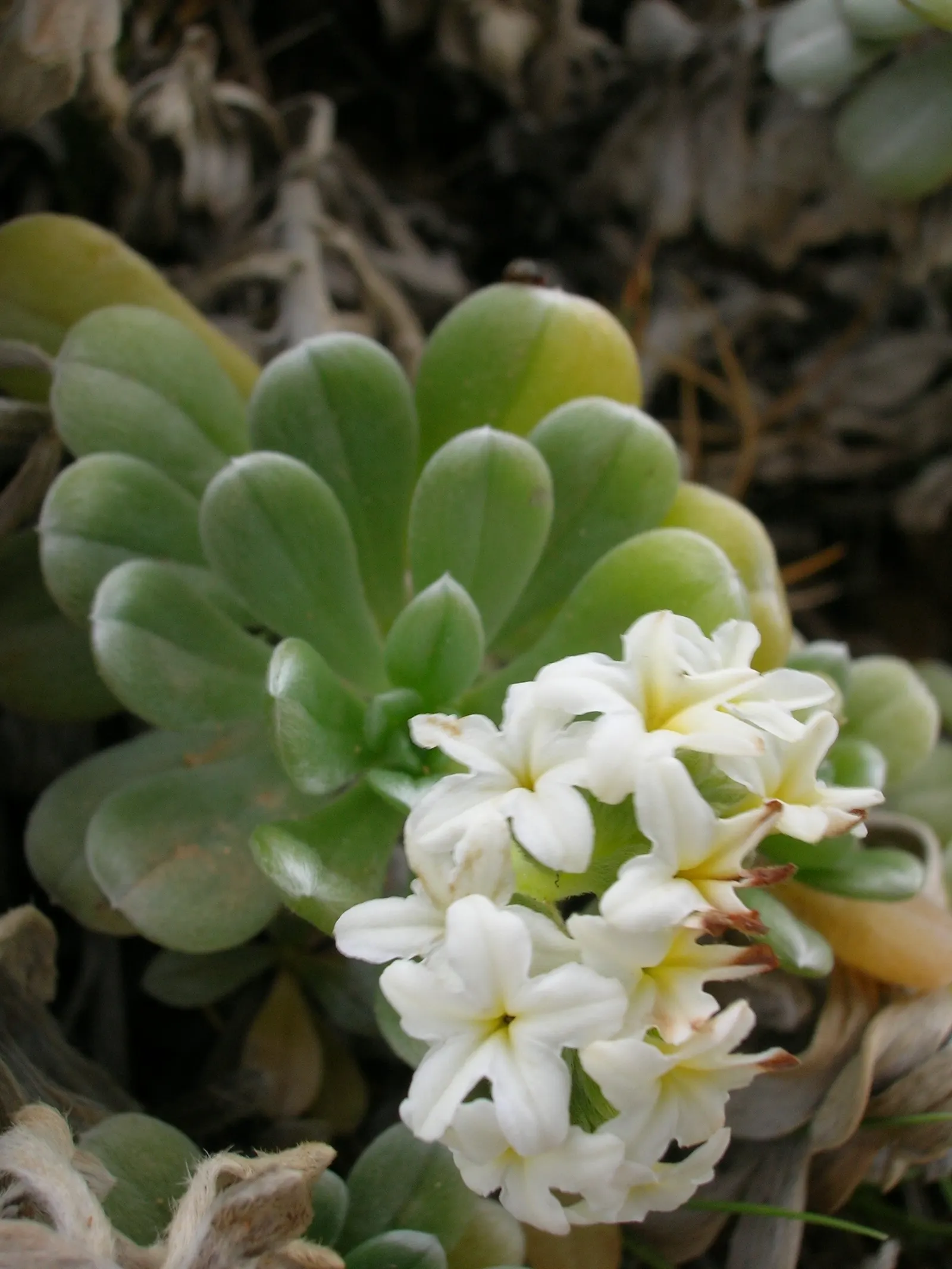 Hinahina, White Heliotrope (Heliotropium Anomalum Argenteum) — perennial for full