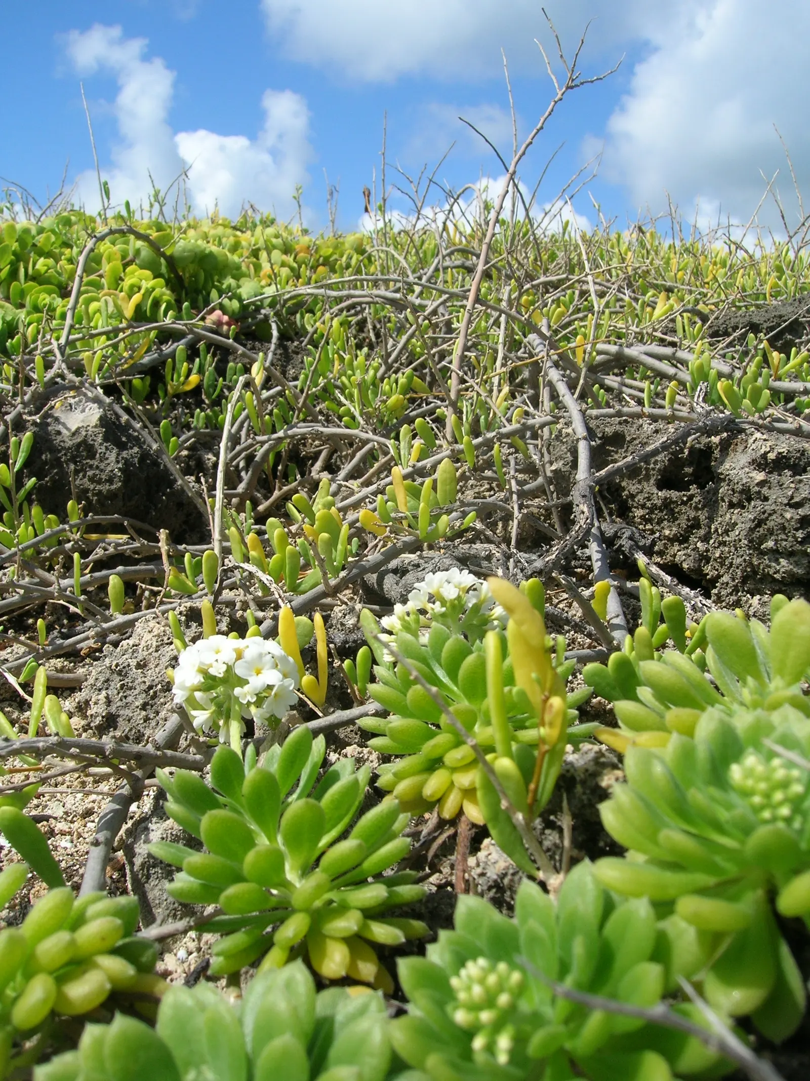 Hinahina, White Heliotrope (Heliotropium Anomalum Argenteum) — and periodic trimming will maintain its neat