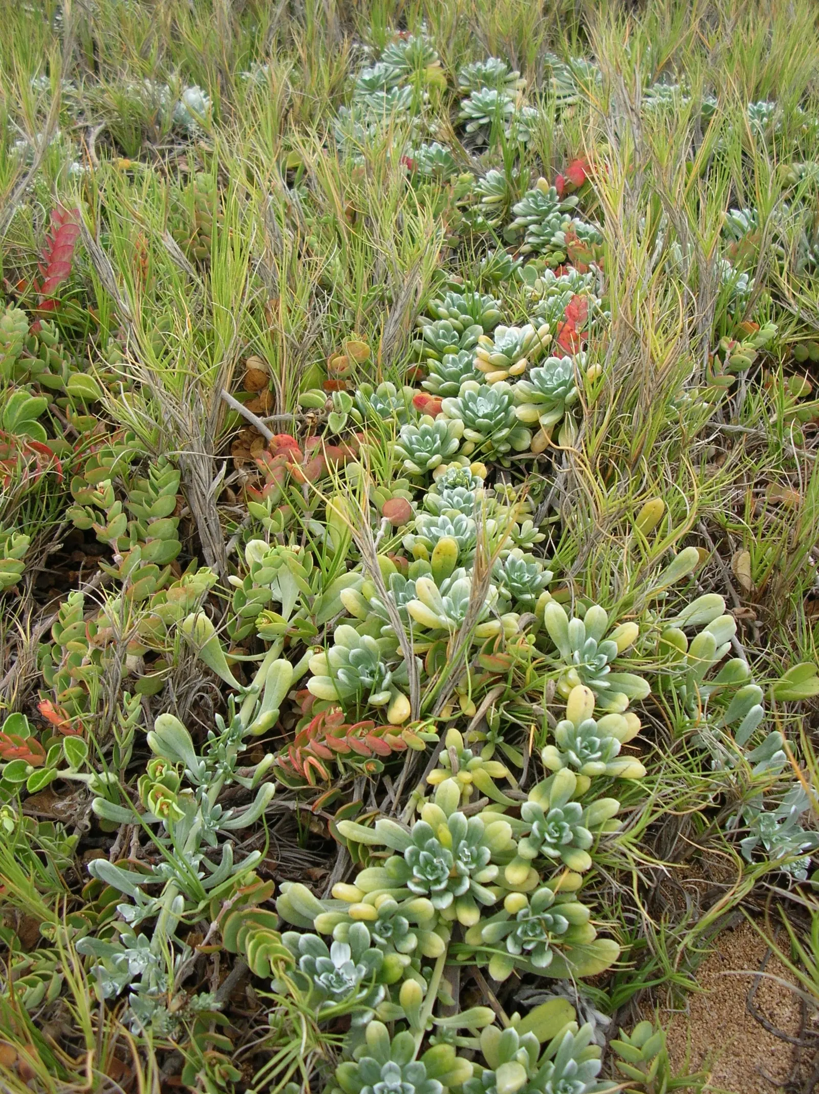 Hinahina, White Heliotrope (Heliotropium Anomalum Argenteum) — which supports local biodiversity.<br><br>When incorporating Hinahina into a design