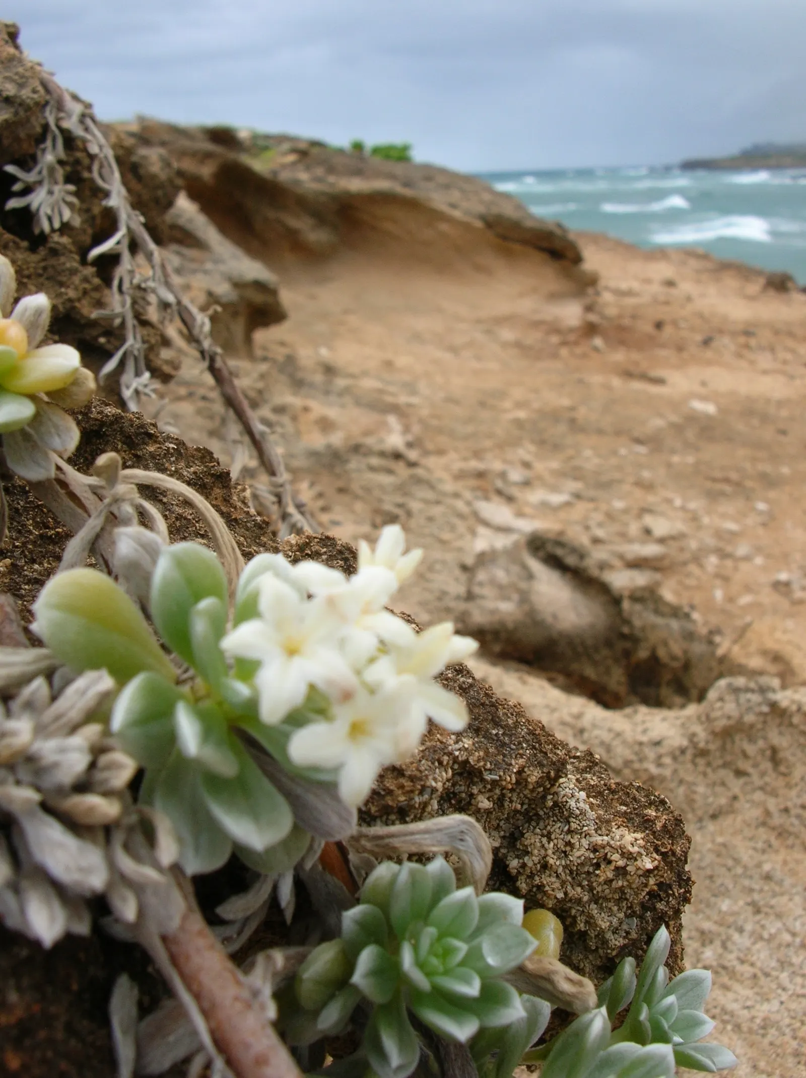 Hinahina, White Heliotrope (Heliotropium Anomalum Argenteum) — In USDA hardiness zones 10-11