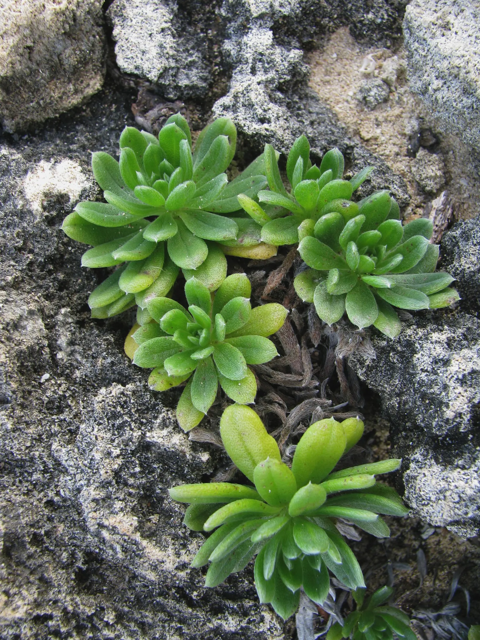 Hinahina, White Heliotrope (Heliotropium Anomalum Argenteum) — creating an attractive groundcover