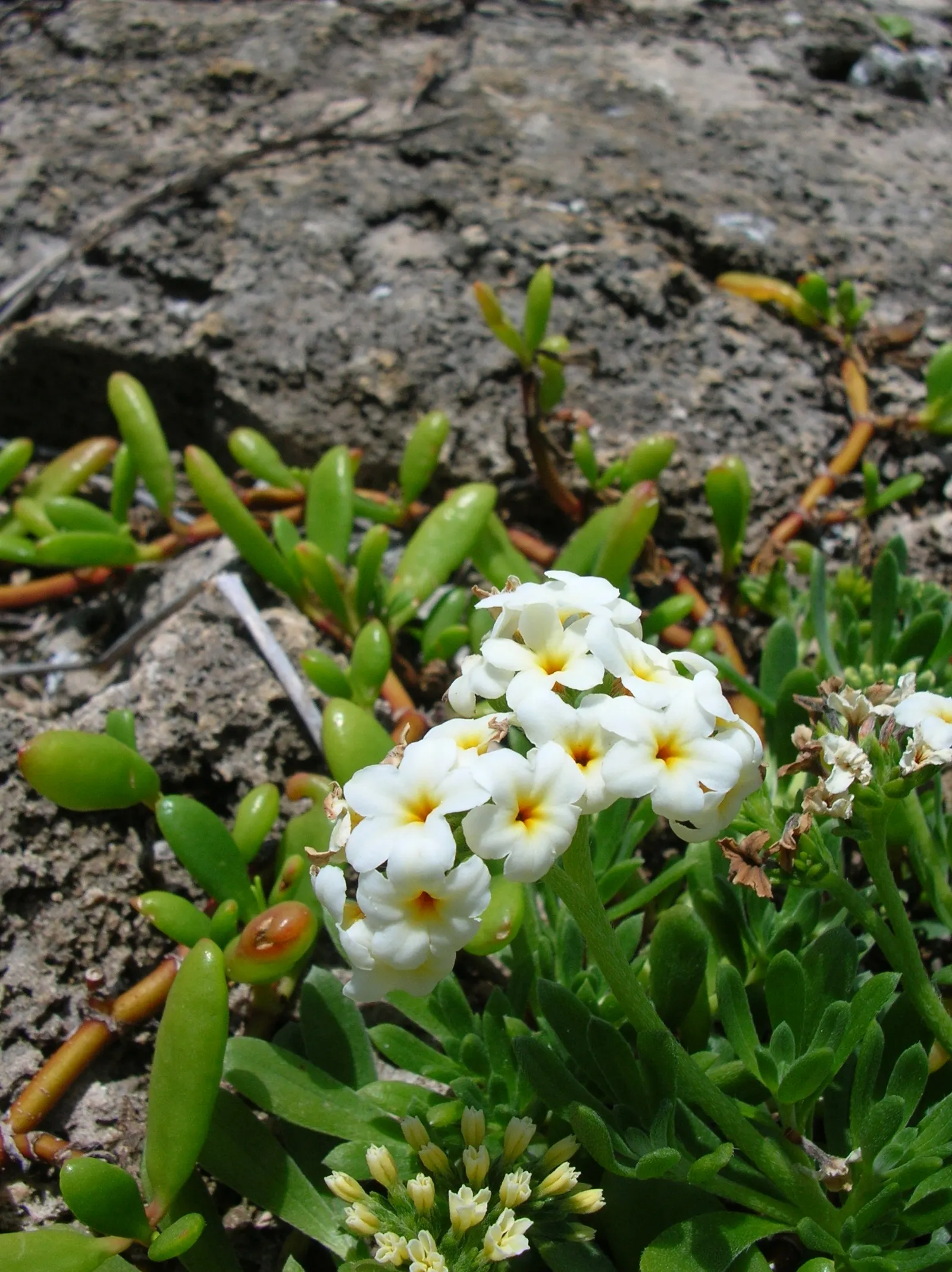 Hinahina, White Heliotrope (Heliotropium Anomalum Argenteum) — white flowers in the garden