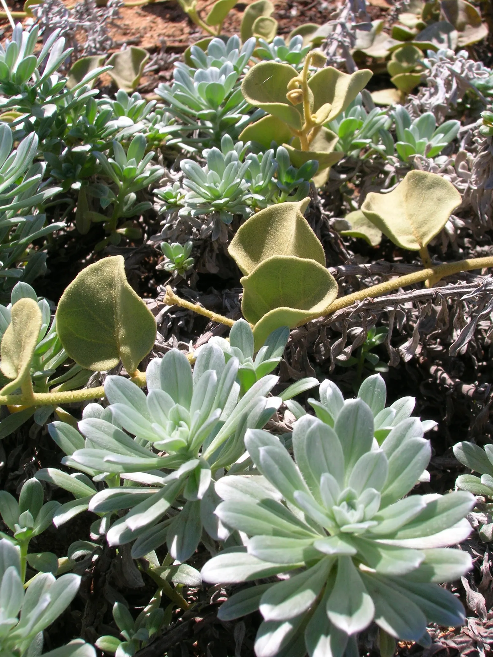 Hinahina, White Heliotrope (Heliotropium Anomalum Argenteum) — it lends a coastal essence to gardens