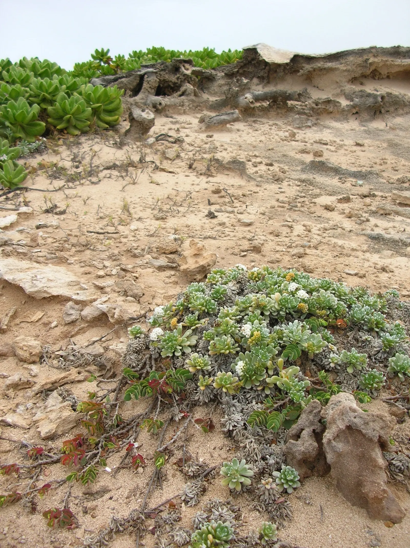 Hinahina, White Heliotrope (Heliotropium Anomalum Argenteum) — Native to the Hawaiian archipelago; typically reaching 6-12 inches in height and spreading 24-30