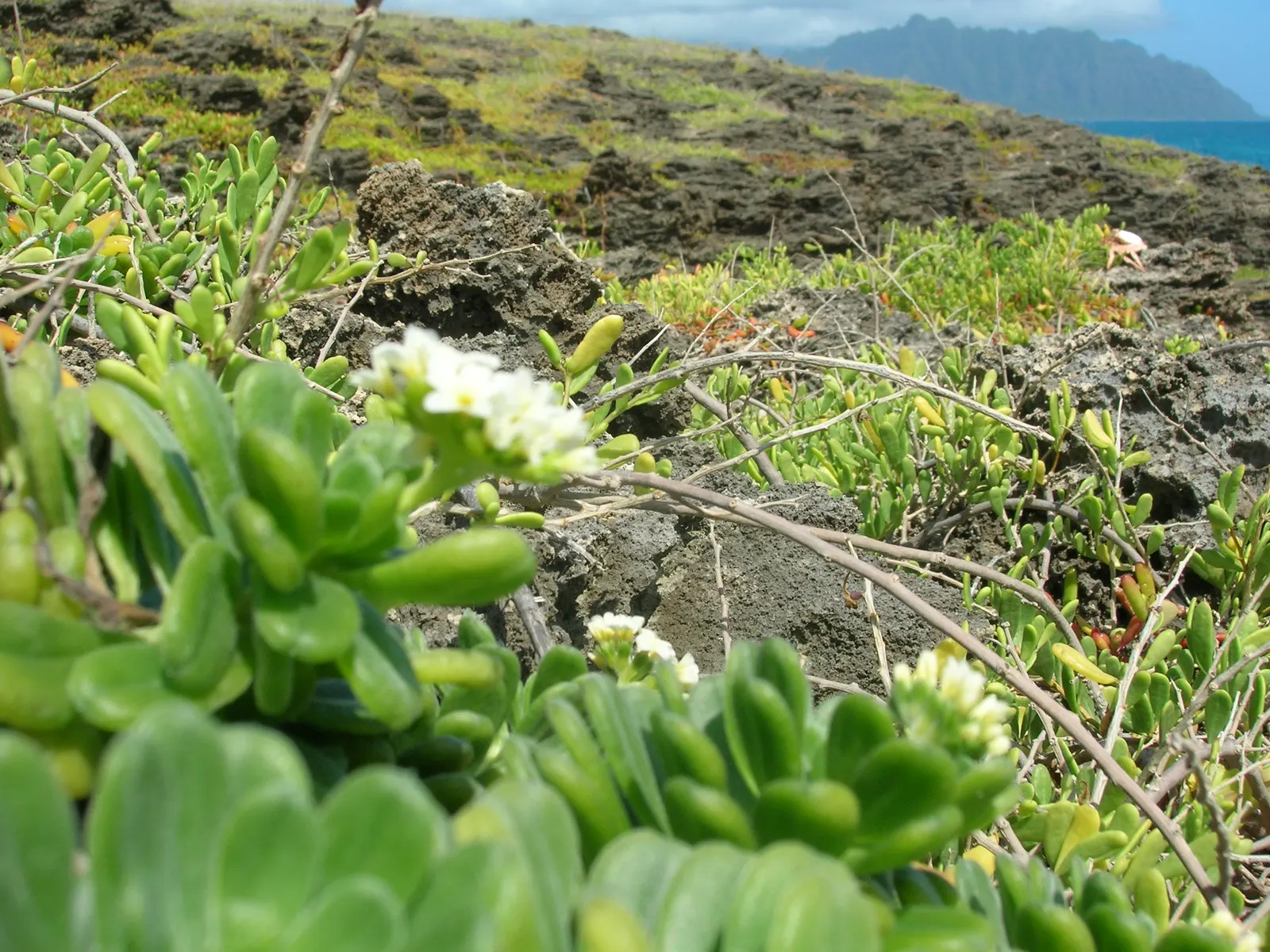 Hinahina, White Heliotrope (Heliotropium Anomalum Argenteum) — Native to Hawaii, it's a resilient, drought-tolerant groundcover, thriving in full sun to light