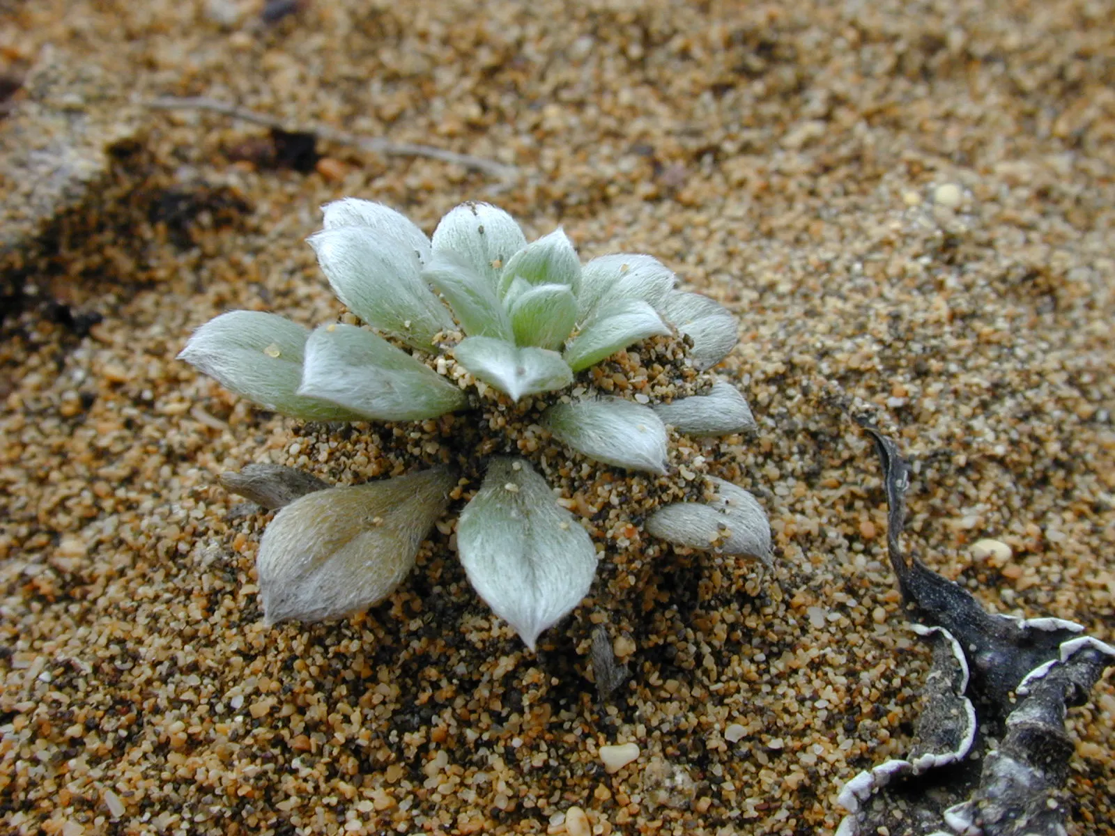 Hinahina, White Heliotrope (Heliotropium Anomalum Argenteum) — The Hinahina, or White Heliotrope (Heliotropium anomalum var; ensure that it is positioned in