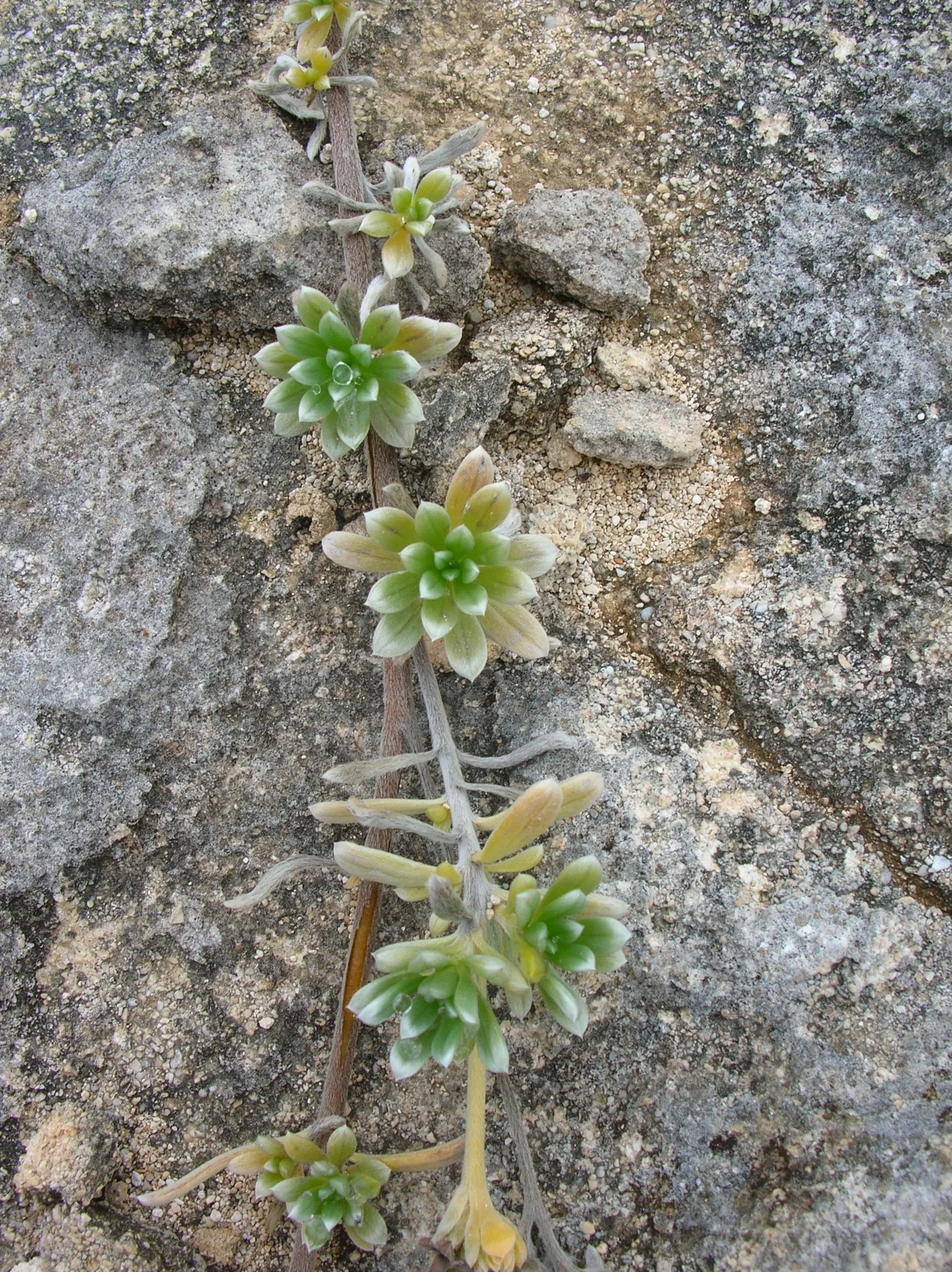 Hinahina, White Heliotrope (Heliotropium Anomalum Argenteum) — The plant prefers well-drained soil conditions and tolerates dry soils