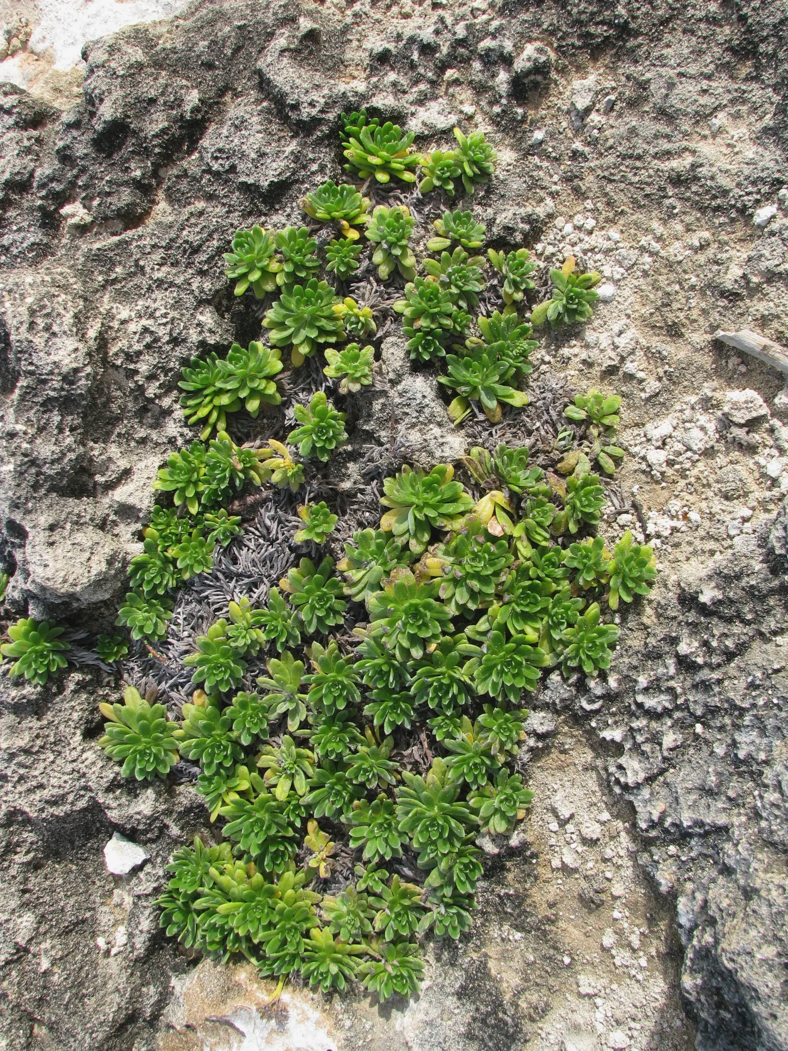Hinahina, White Heliotrope (Heliotropium Anomalum Argenteum) — ensure that it is positioned in full sun to achieve optimal growth