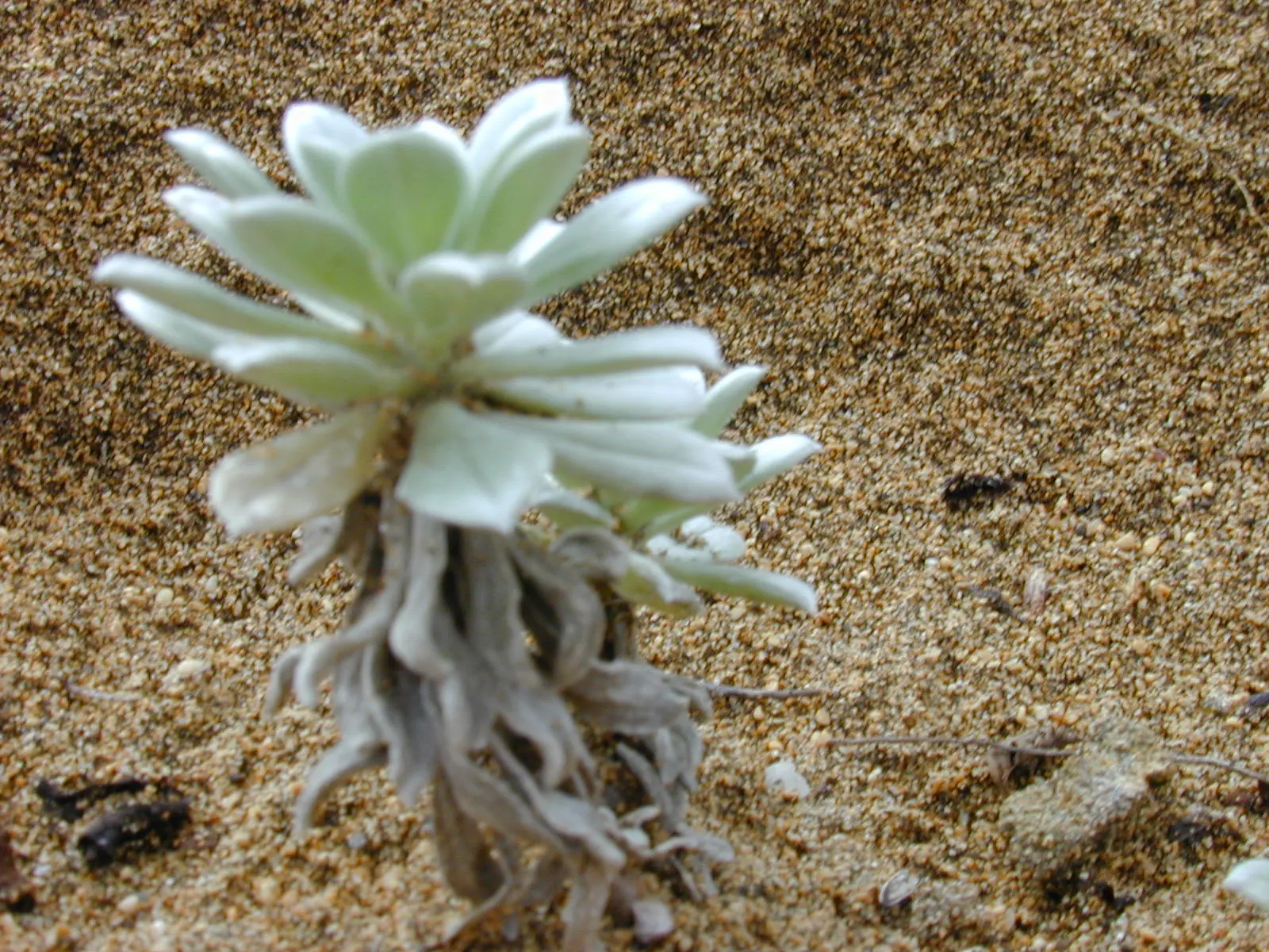 Hinahina, White Heliotrope (Heliotropium Anomalum Argenteum) — or White Heliotrope (Heliotropium anomalum argenteum); typically reaching 6-12 inches in height