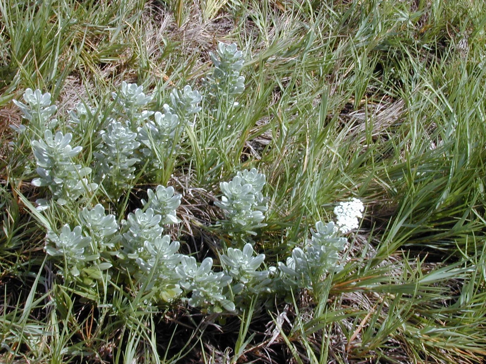 Hinahina, White Heliotrope (Heliotropium Anomalum Argenteum) — Remember to ensure a spacing of roughly 18 to 24 inches to accommodate its spread