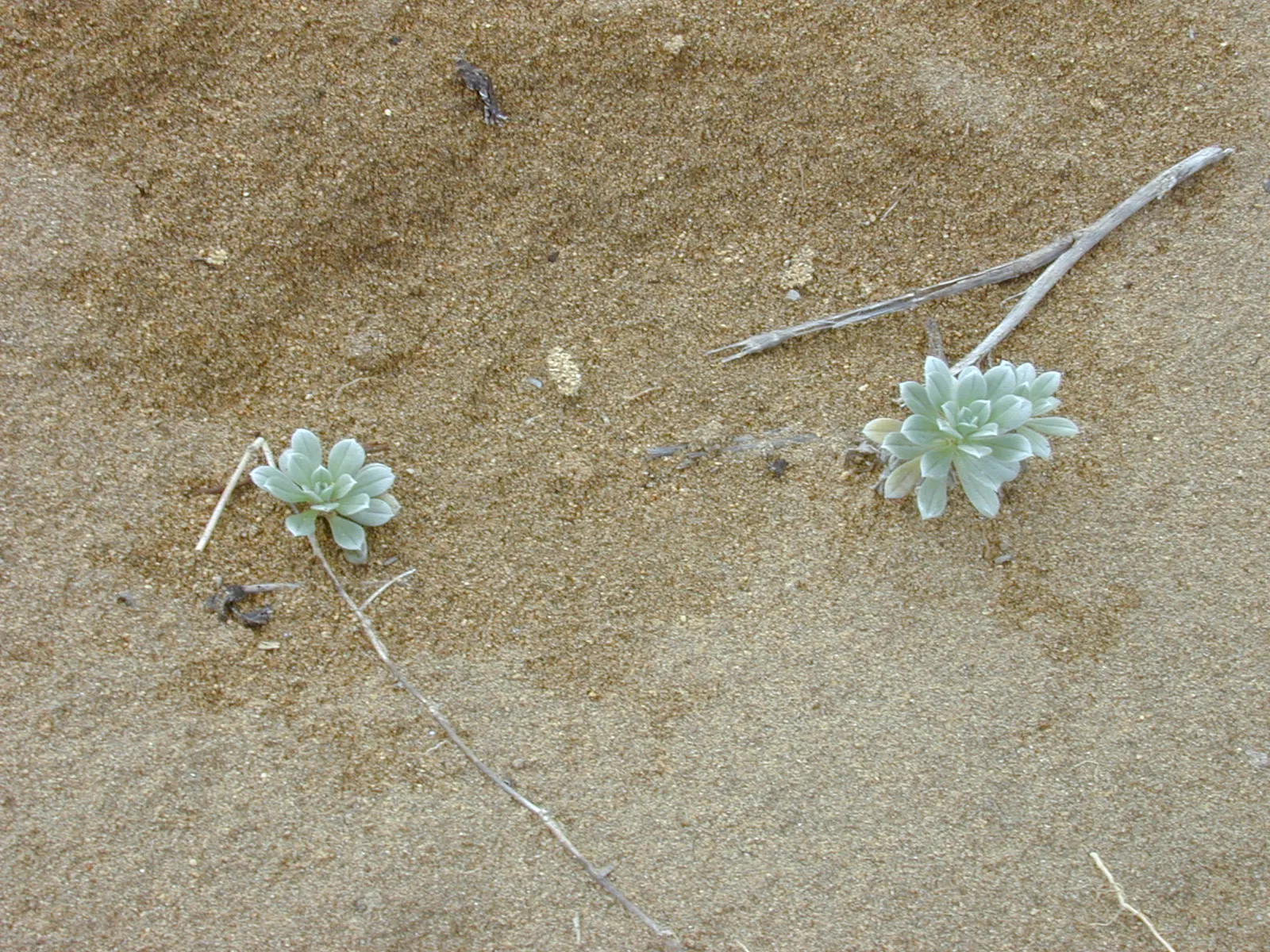 Hinahina, White Heliotrope (Heliotropium Anomalum Argenteum) — graces landscapes with its silver-gray foliage and clusters of tiny; creating an attractive