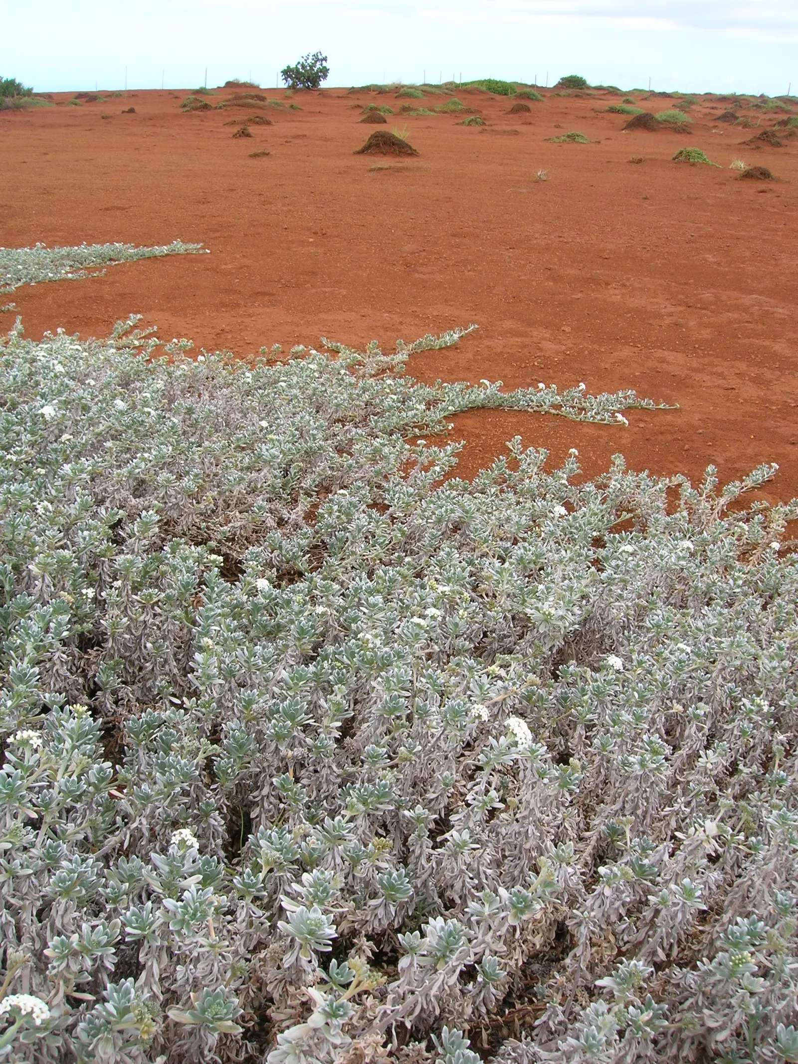 Hinahina, White Heliotrope (Heliotropium Anomalum Argenteum) — These blooms not only add aesthetic value but are also fragrant
