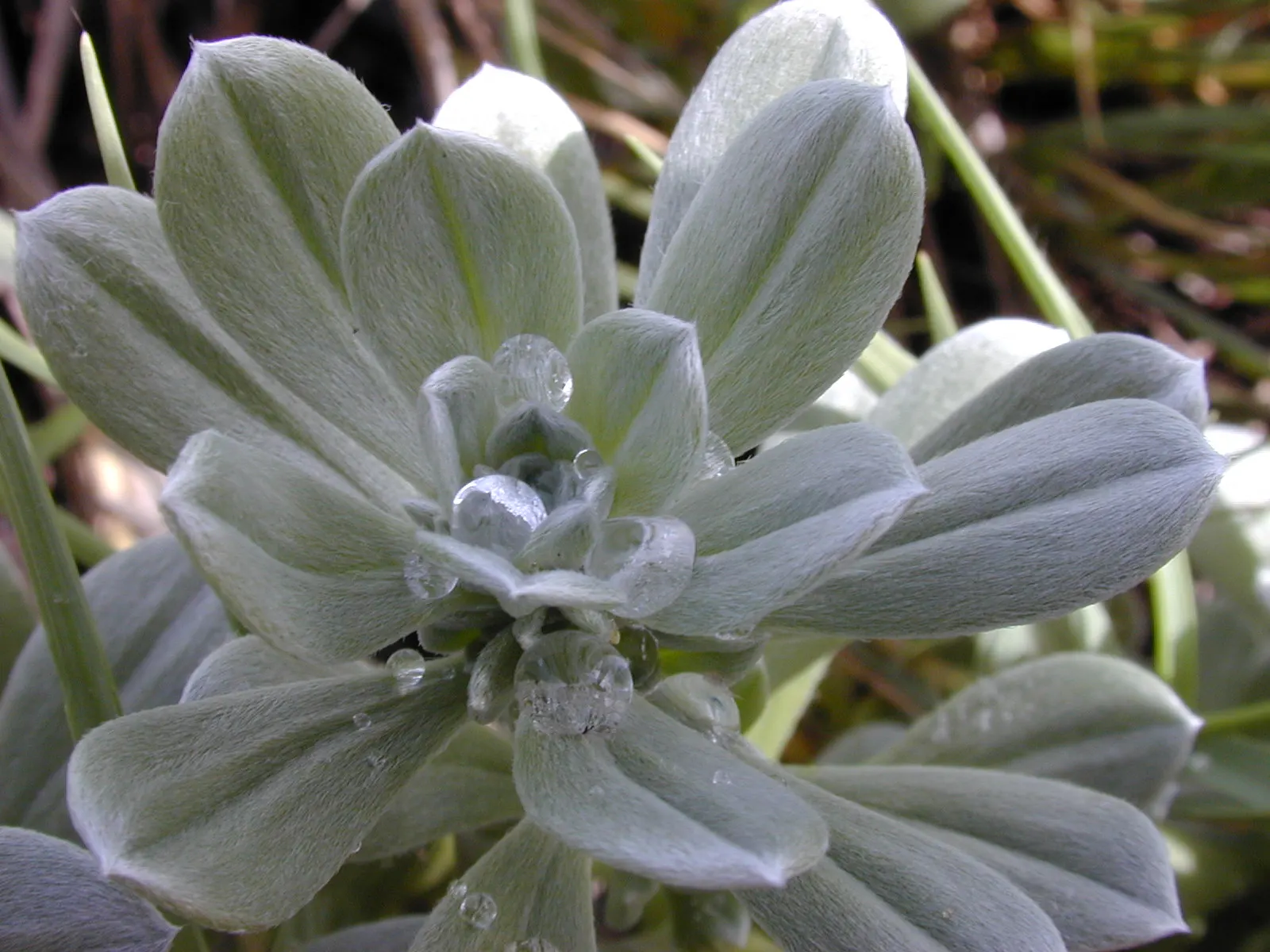 Hinahina, White Heliotrope (Heliotropium Anomalum Argenteum) — graces landscapes with its silver-gray foliage and clusters of tiny