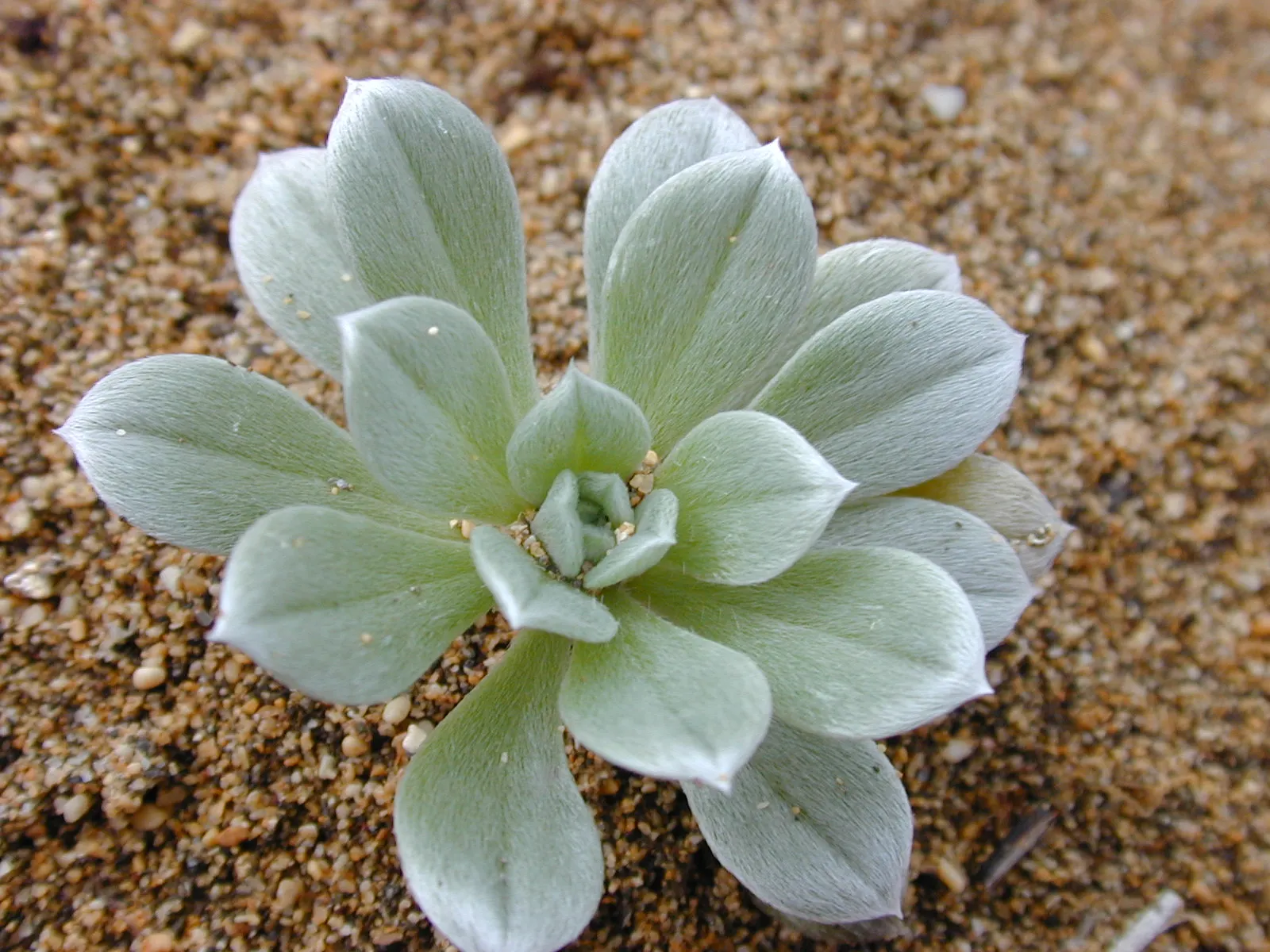 Hinahina, White Heliotrope (Heliotropium Anomalum Argenteum) — the Hinahina reaches a modest height of 6 to 12 inches and can spread outwards to a, image 38