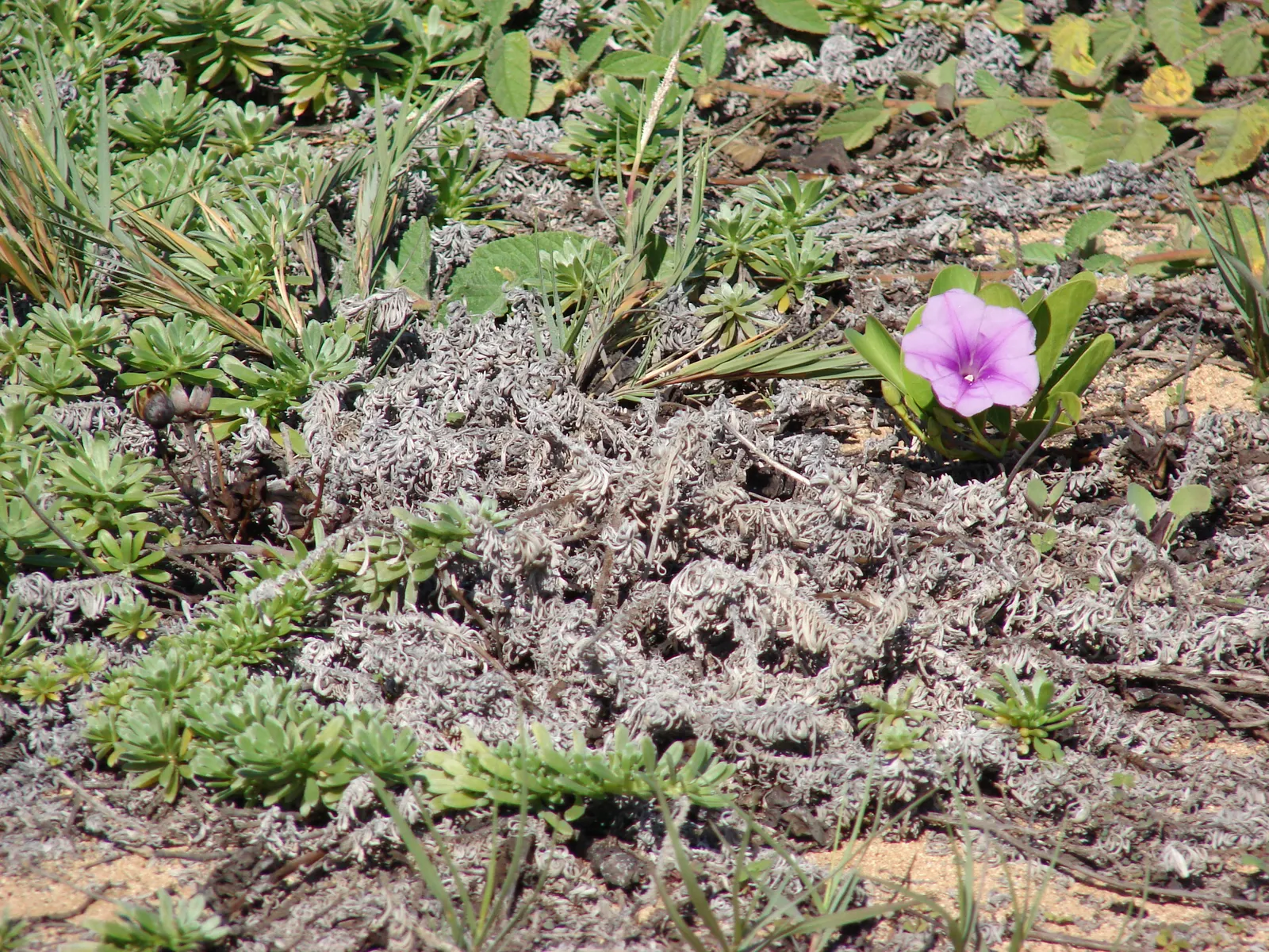 Hinahina, White Heliotrope (Heliotropium Anomalum Argenteum) — The Hinahina, or White Heliotrope (Heliotropium anomalum var