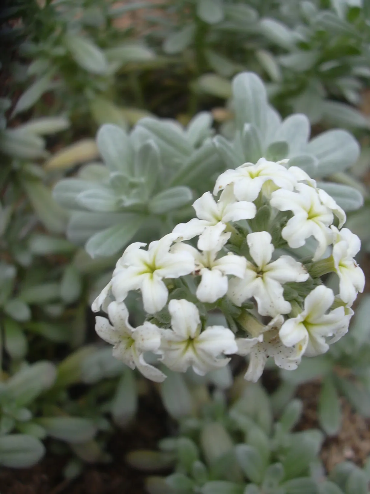Hinahina, White Heliotrope (Heliotropium Anomalum Argenteum) — the Hinahina reaches a modest height of 6 to 12 inches and can spread outwards to a width of 24
