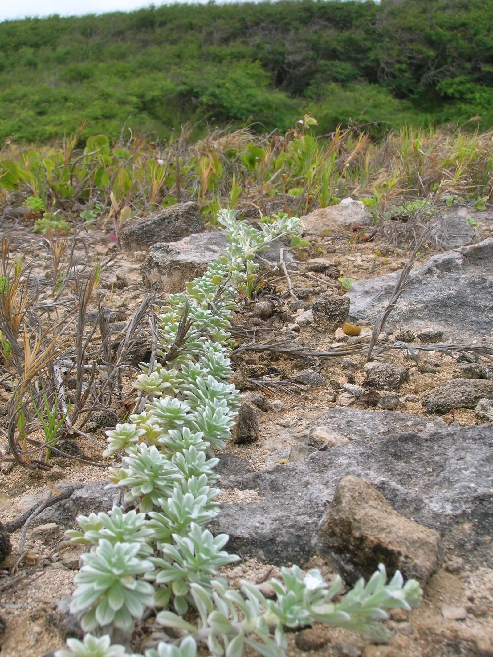 Hinahina, White Heliotrope (Heliotropium Anomalum Argenteum) — perennial with white blooms