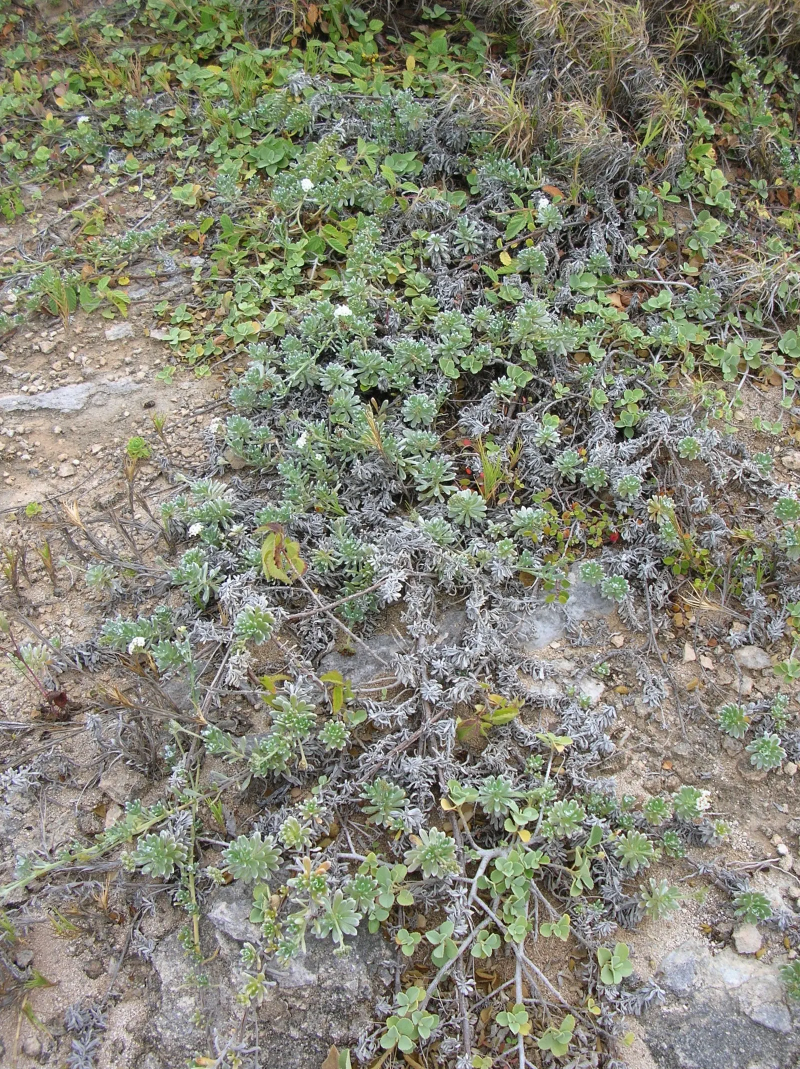 Hinahina, White Heliotrope (Heliotropium Anomalum Argenteum) — creating an attractive groundcover; ensure that it is positioned in full sun to achieve optimal