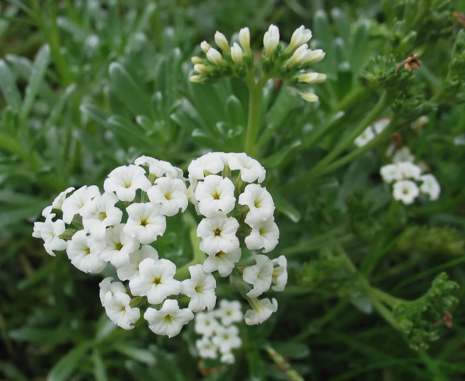Hinahina, White Heliotrope (Heliotropium Anomalum Argenteum) — argenteum), presents an alluring choice for a coastal or xeric garden landscape