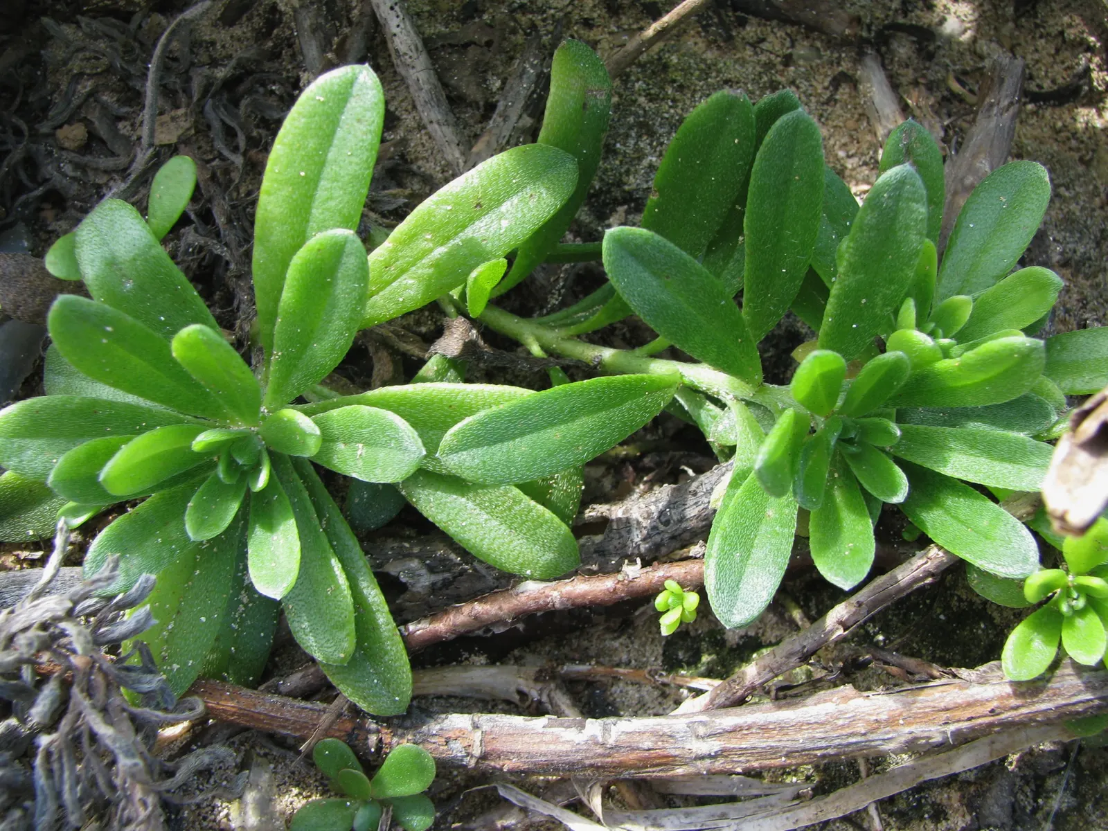 Hinahina, White Heliotrope (Heliotropium Anomalum Argenteum) — Pruning back spent flowers can encourage further blooming