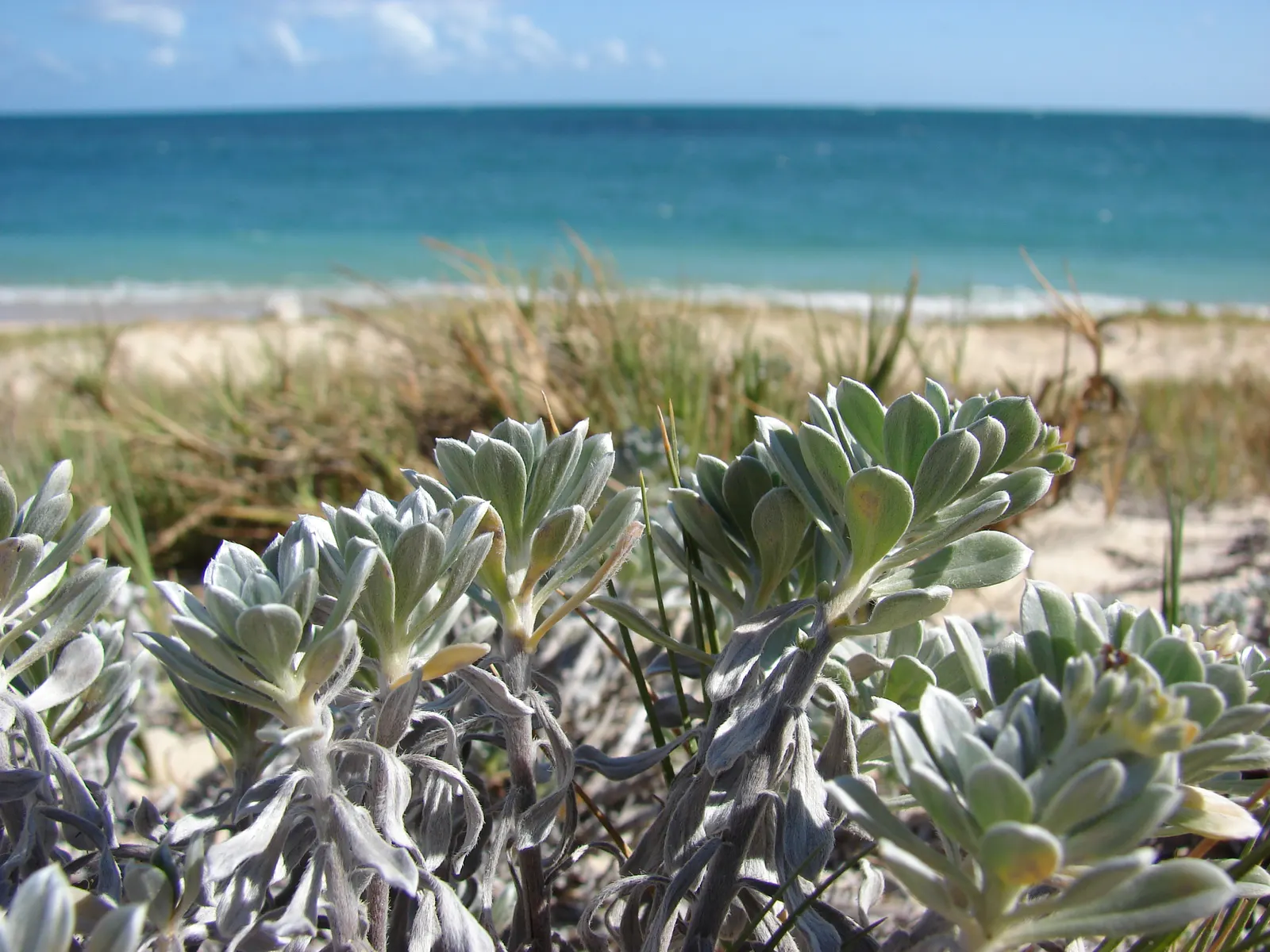 Hinahina, White Heliotrope (Heliotropium Anomalum Argenteum) — Native to the Hawaiian archipelago