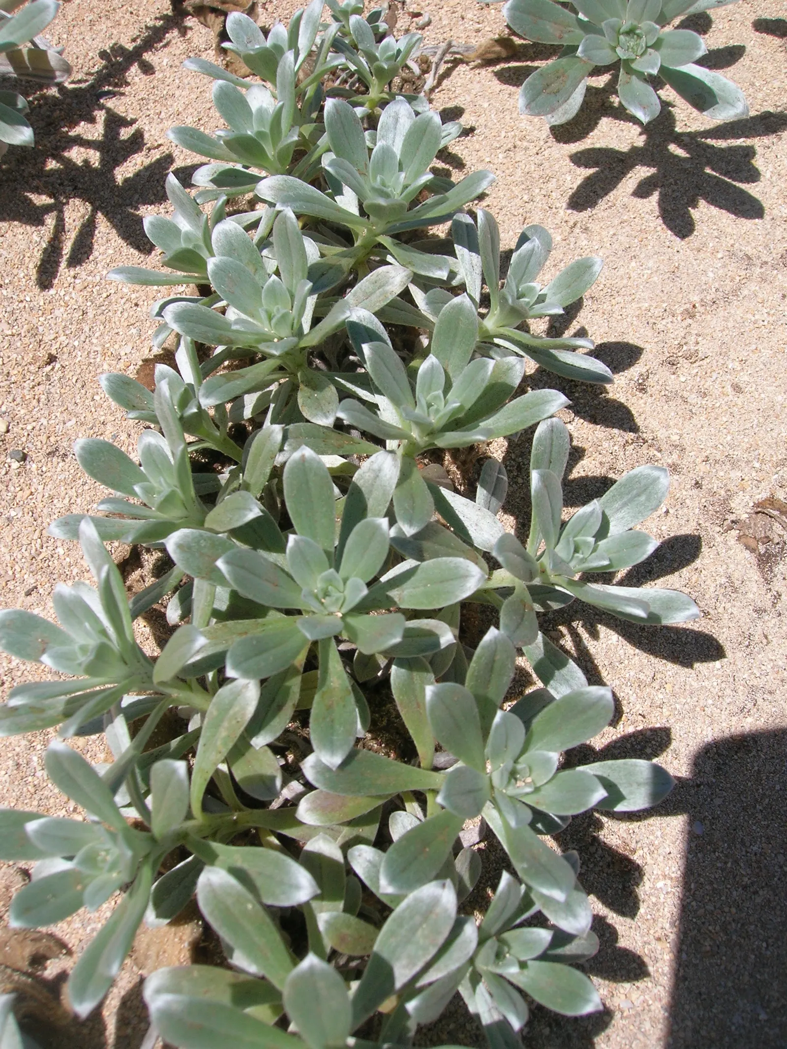 Hinahina, White Heliotrope (Heliotropium Anomalum Argenteum) — and is ideal for rockeries or as an accent in xeriscapes