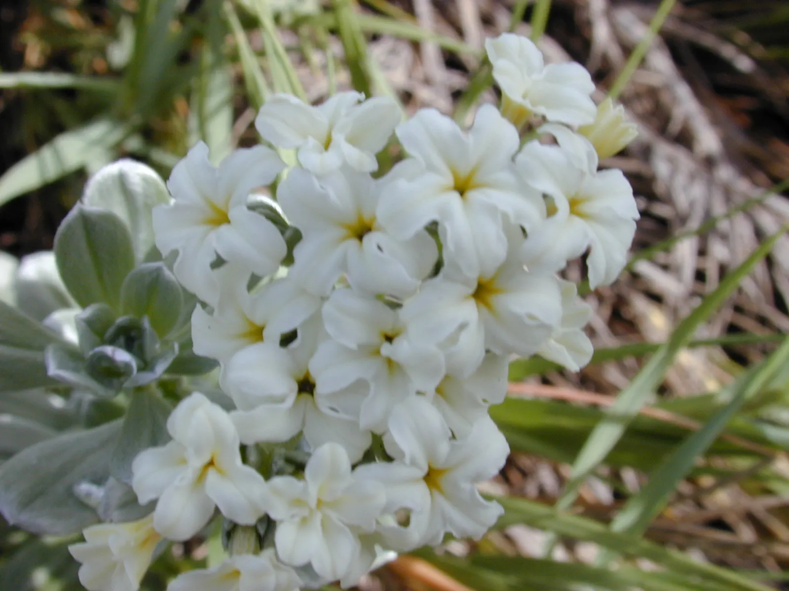 Hinahina, White Heliotrope (Heliotropium Anomalum Argenteum) — and is ideal for rockeries or as an accent in xeriscapes; creating an attractive groundcover