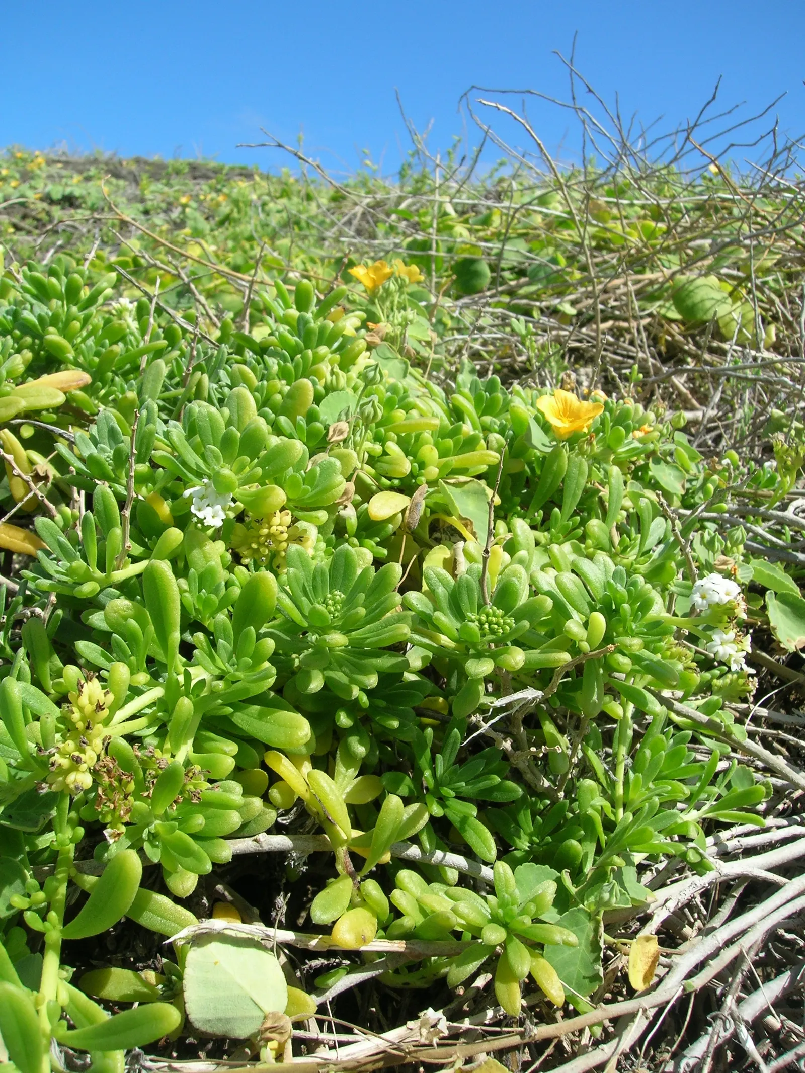 Hinahina, White Heliotrope (Heliotropium Anomalum Argenteum) — Typically reaching 6-12 inches in height and spreading 24-30 inches wide; remember to ensure a