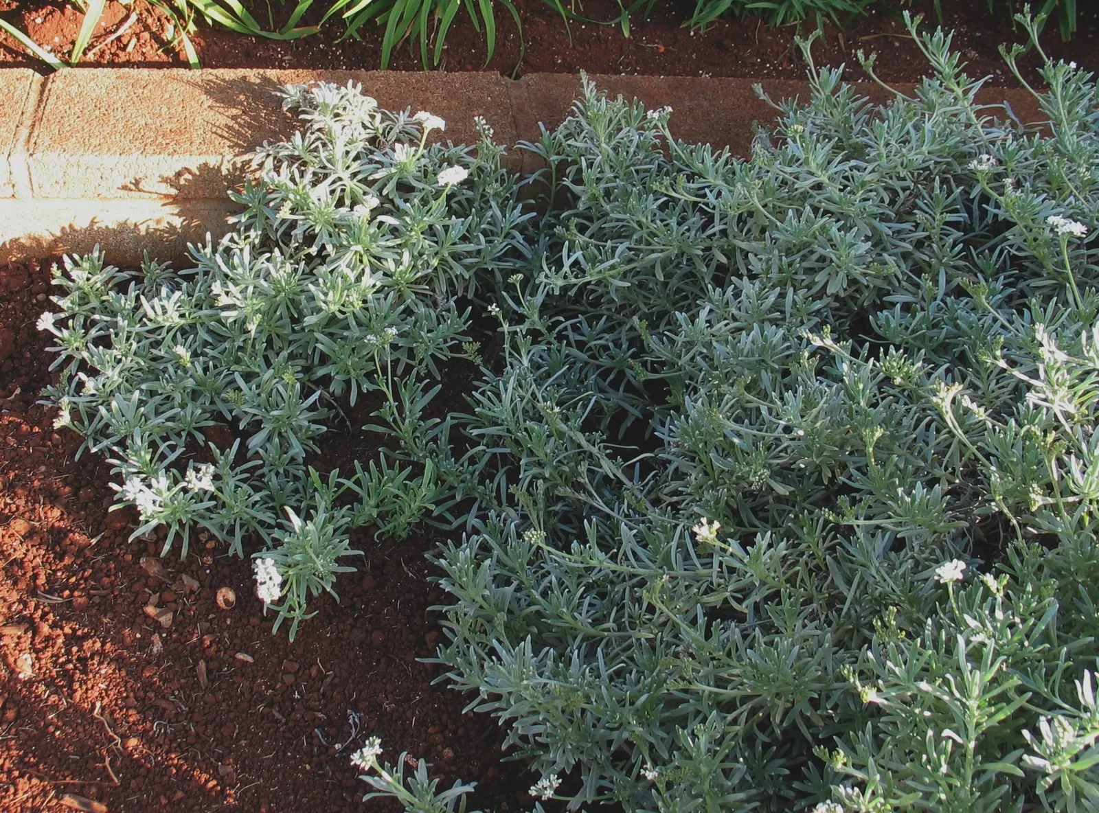Hinahina, White Heliotrope (Heliotropium Anomalum Argenteum) — Typically reaching 6-12 inches in height and spreading 24-30 inches wide