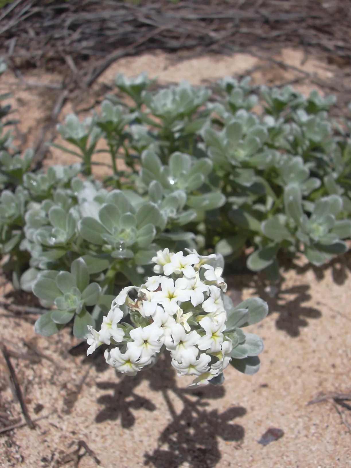Hinahina, White Heliotrope (Heliotropium Anomalum Argenteum) — The plant is renowned for its silvery-gray foliage