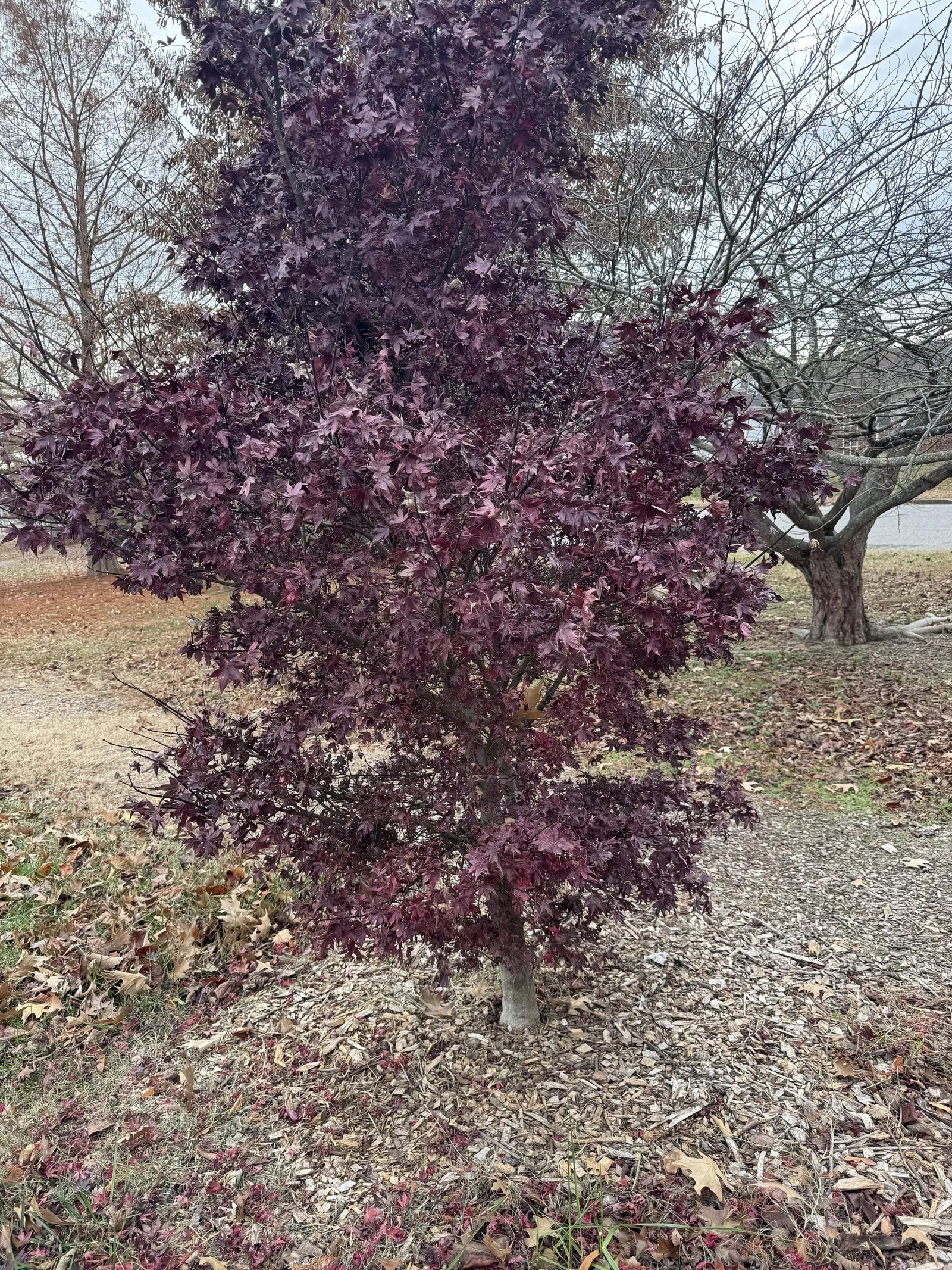 Red Japanese Maple (Acer Palmatum 'Rubrum') — This deciduous beauty typically reaches 15 to 25 feet in height with a 10 to 25-foot spread