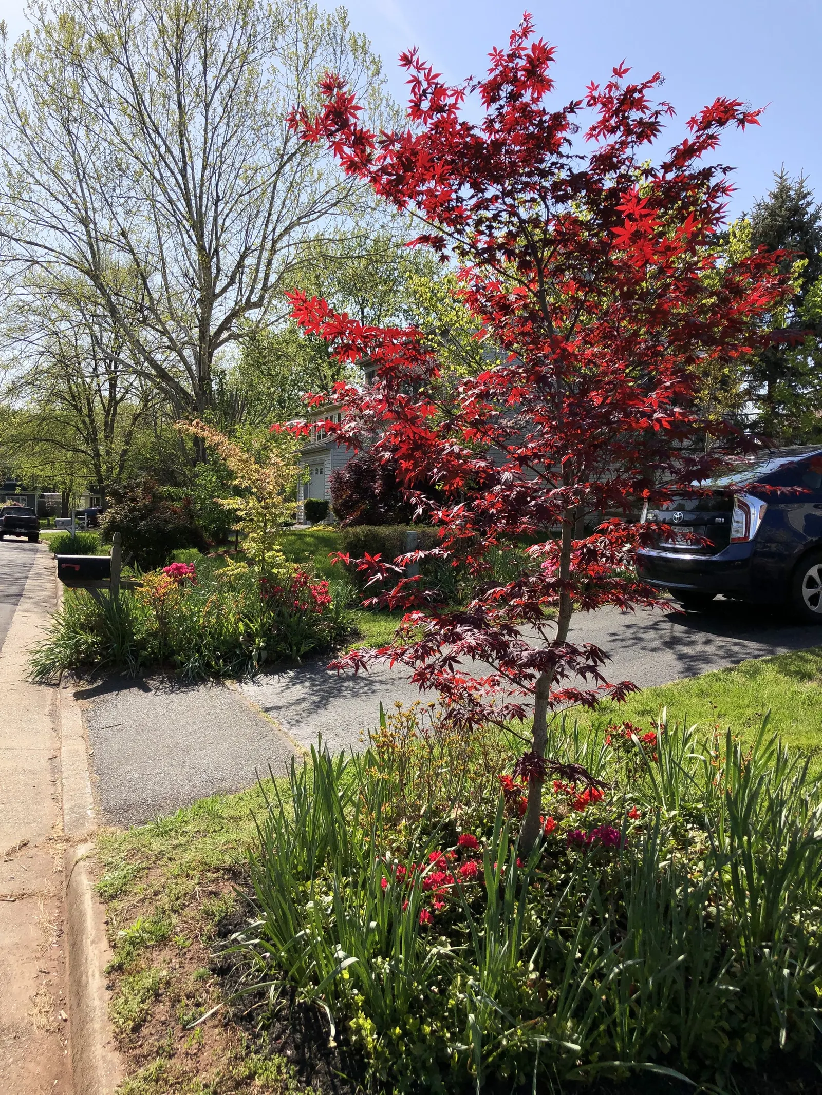 Red Japanese Maple (Acer Palmatum 'Rubrum') — rounded form ideal for accentuating smaller yards and garden focal points