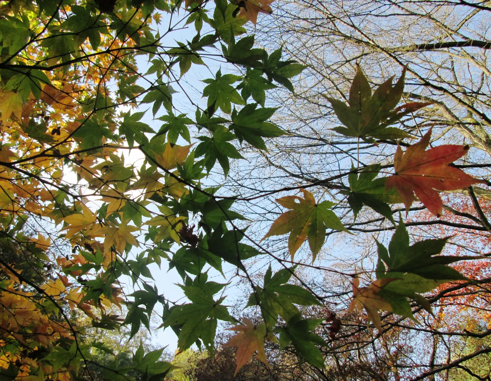 Red Japanese Maple (Acer Palmatum 'Rubrum') — is a culturally significant and striking ornamental tree