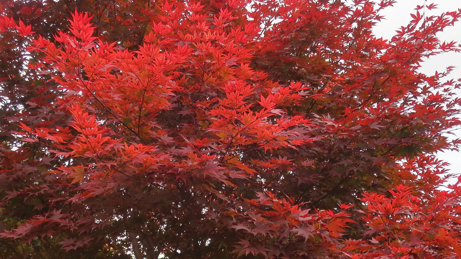 Red Japanese Maple (Acer Palmatum 'Rubrum') — It boasts a vibrant canopy of lobed