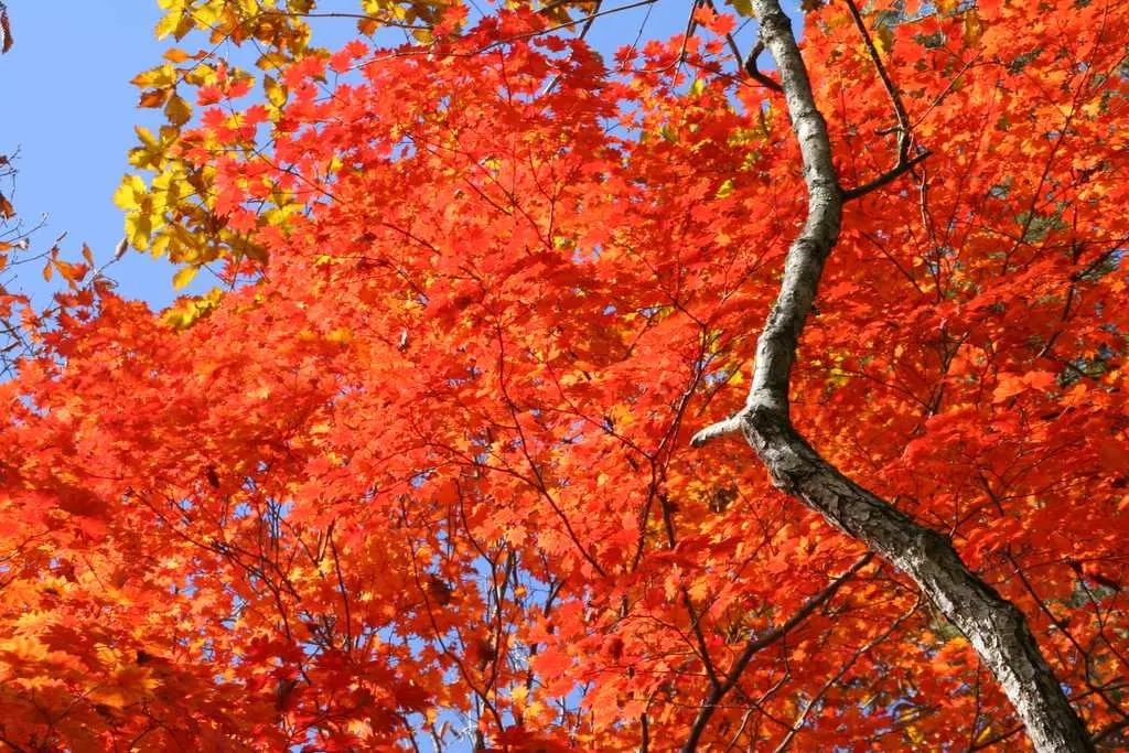 Red Japanese Maple (Acer Palmatum 'Rubrum') — commonly known as the Red Japanese Maple