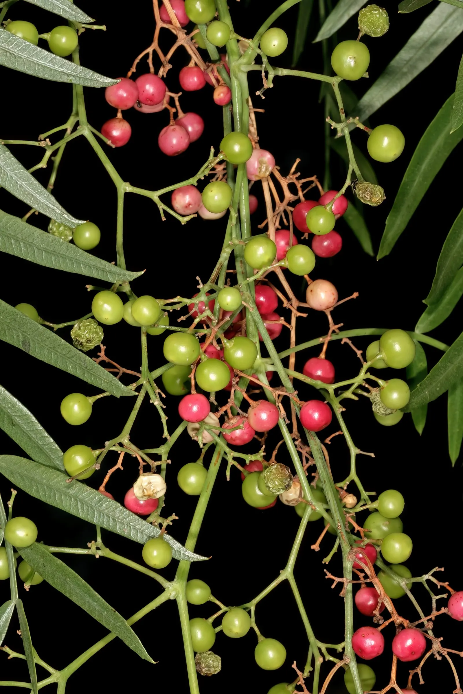 California Pepper (Schinus Molle) — Native to the arid zones of South America, it thrives in USDA zones 8-11; pinnately compound leaves which emit a, image 59