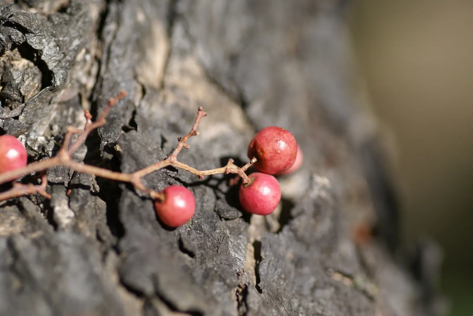 California Pepper (Schinus Molle) — pinnately compound leaves which emit a distinctive fragrant aroma when crushed