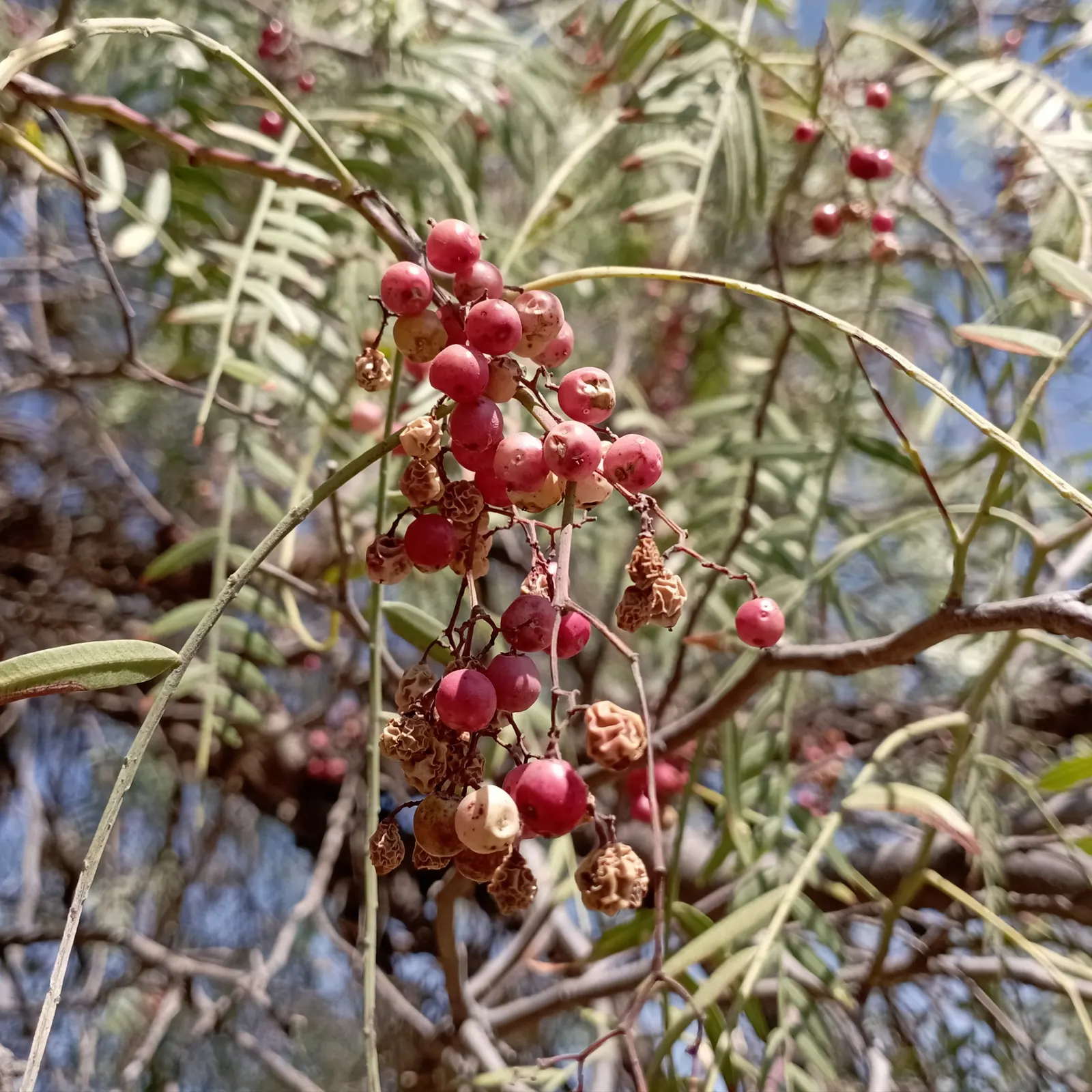 California Pepper (Schinus Molle) — Regular pruning ensures structural integrity and aesthetic appeal; hailing from the arid zones of the Andes, image 72