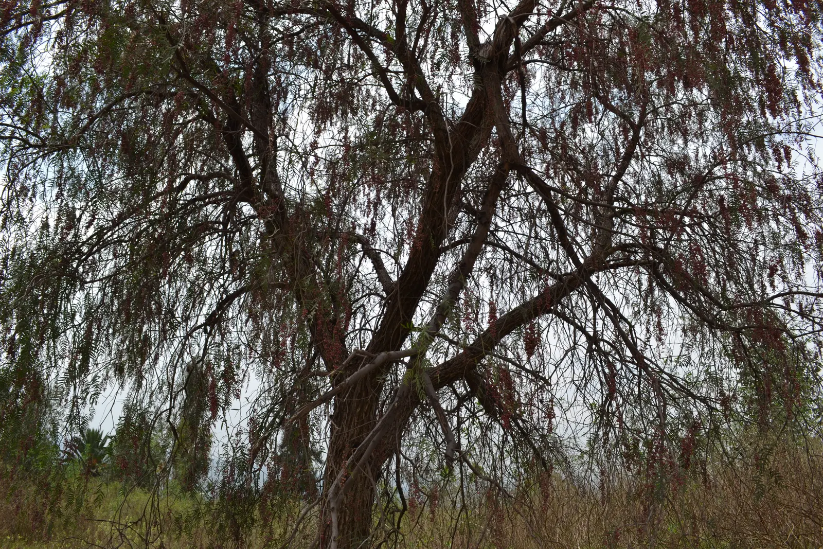 California Pepper (Schinus Molle) — Schinus molle prefers full sun and well-draining soil conditions