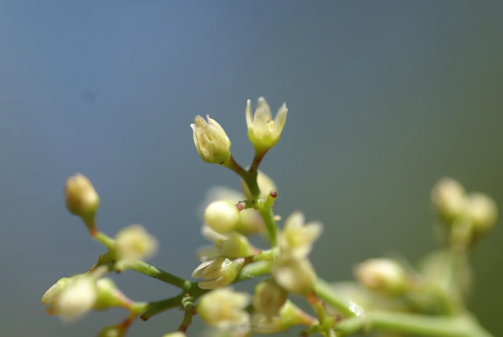 California Pepper (Schinus Molle) — this evergreen tree flourishes in the warm climatic conditions similar to its native Peruvian habitats; regular, image 46