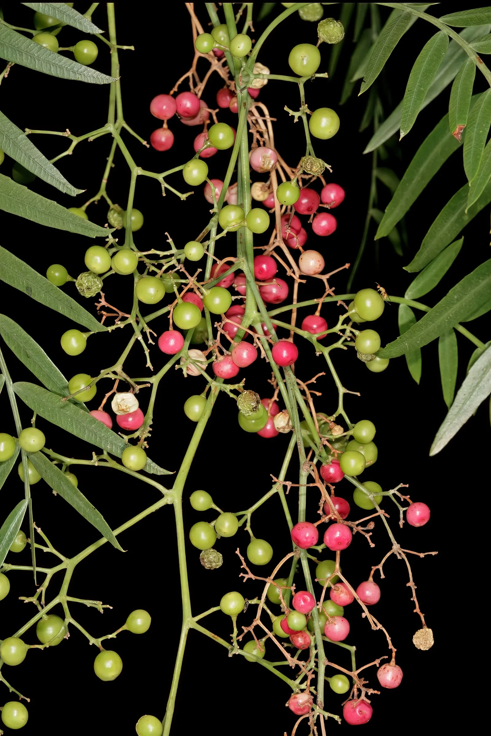 California Pepper (Schinus Molle) — tree for full; making it an excellent choice for a client's garden seeking a touch of the Mediterranean or Southwestern