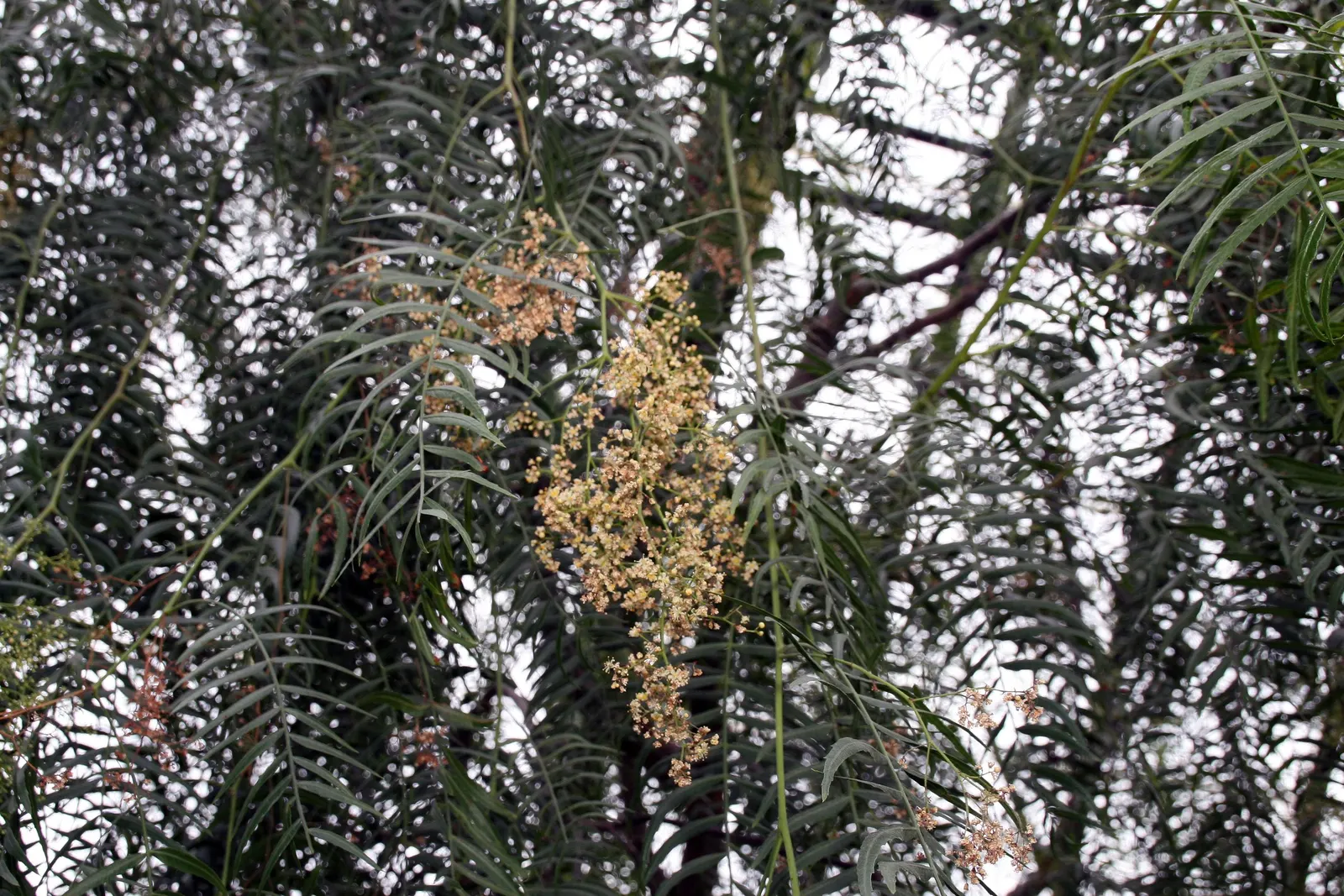 California Pepper (Schinus Molle) — making it an excellent choice for a client's garden seeking a touch of the Mediterranean or Southwestern charm, image 54