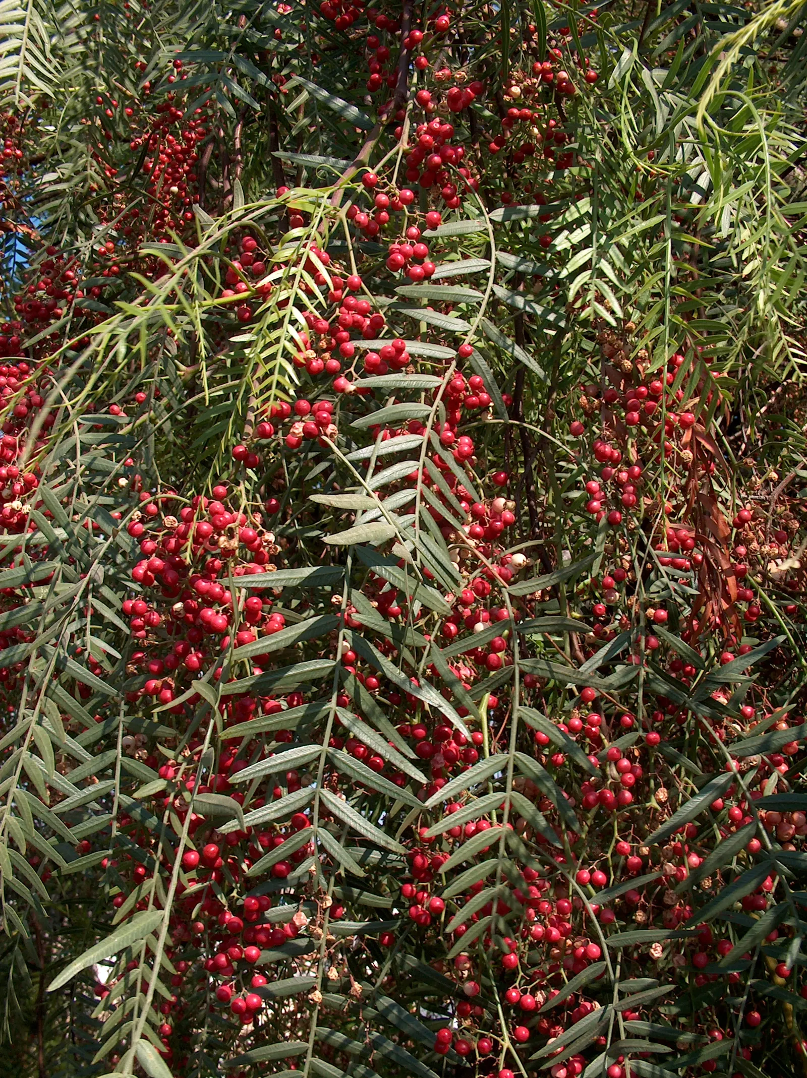 California Pepper (Schinus Molle) — Tolerant of drought and various soils, this tree is an elegant choice for xeriscapes and large outdoor spaces