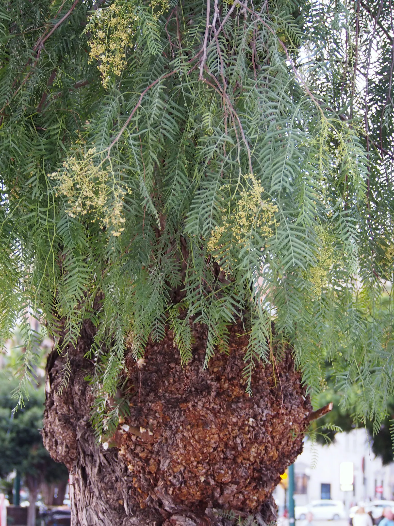 California Pepper (Schinus Molle) — pinnately compound leaves which emit a distinctive fragrant aroma when crushed; pink flowers in the garden, image 49