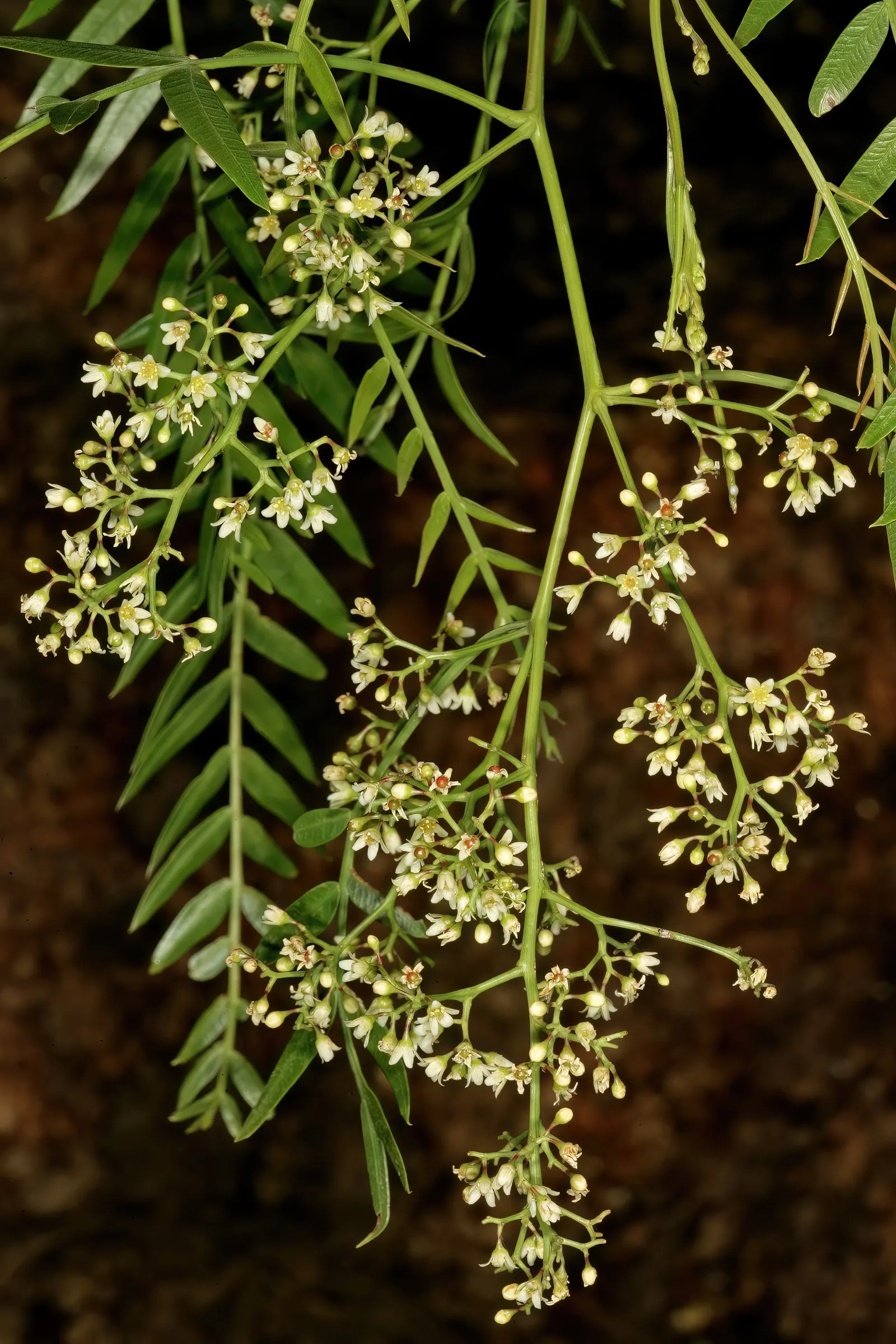 California Pepper (Schinus Molle) — forming a canopy that typically spans between 25 to 40 feet in width