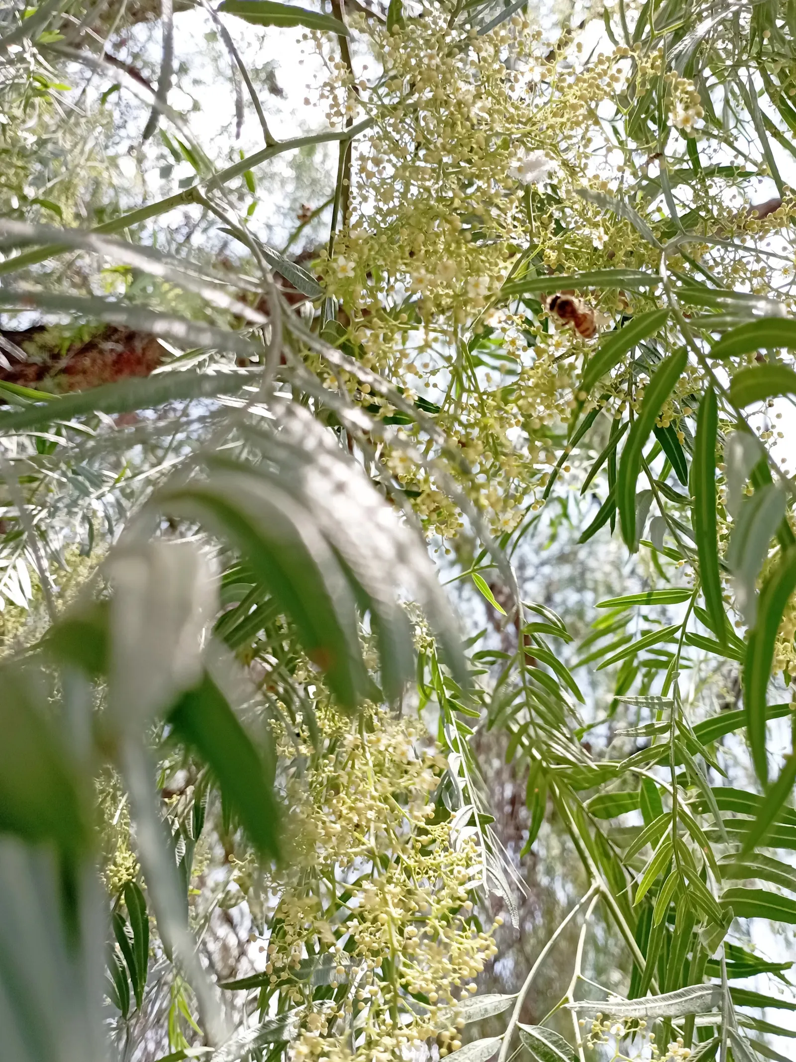 California Pepper (Schinus Molle) — With a mature height of 25-40 feet and a spread of 25-35 feet, it offers ample shade; tree with pink blooms, image 41