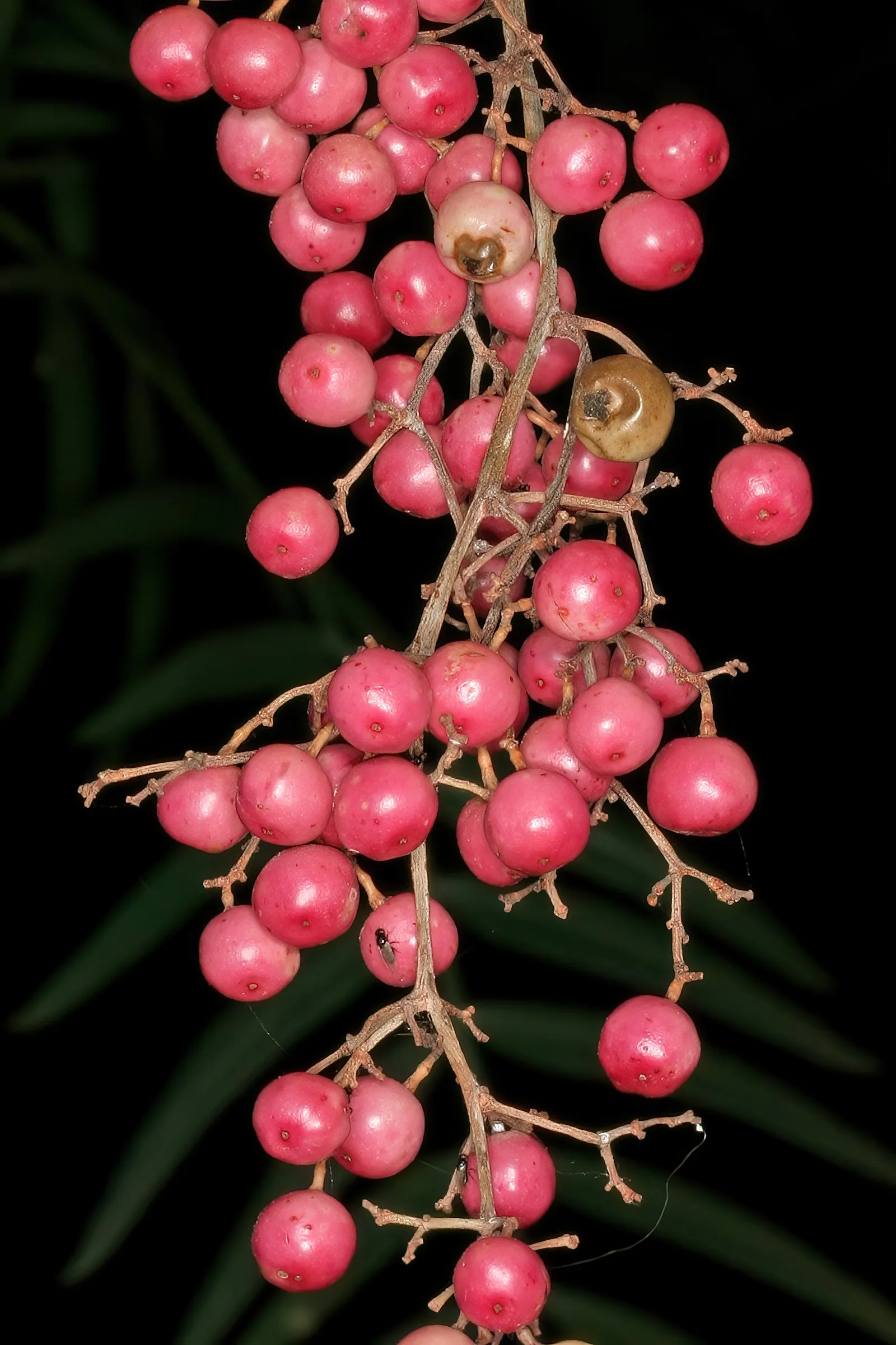 California Pepper (Schinus Molle) — pinnately compound leaves which emit a distinctive fragrant aroma when crushed; pink flowers in the garden, image 68