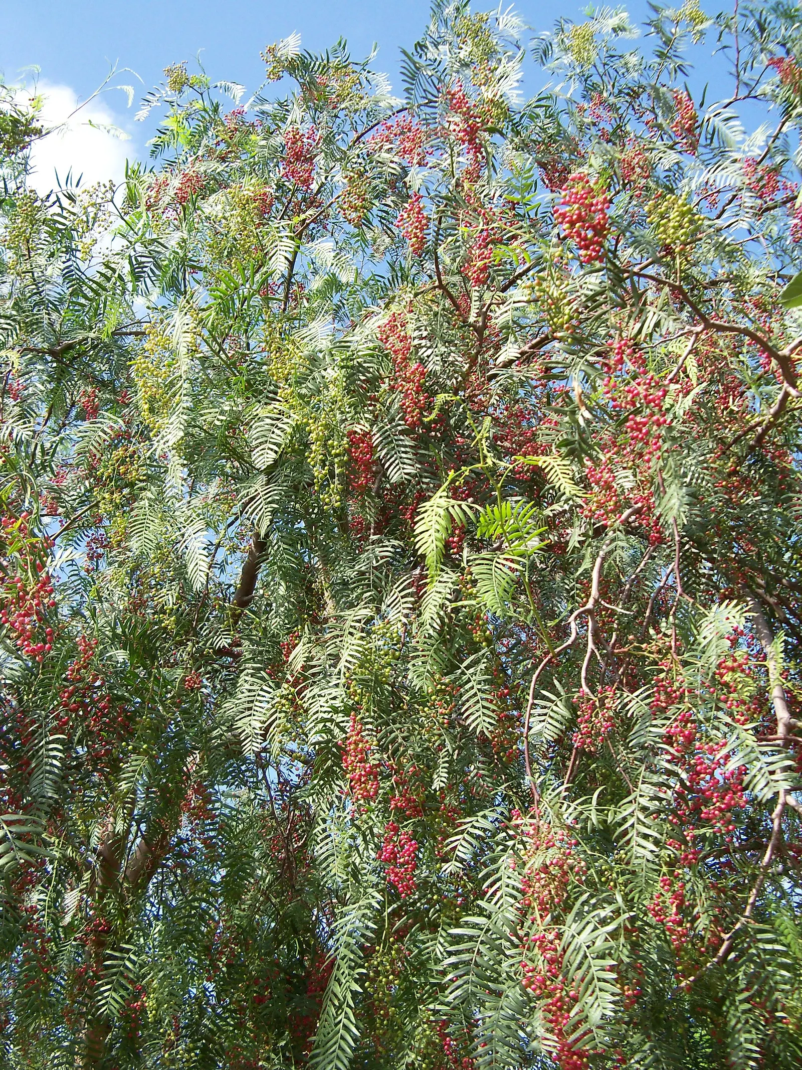 California Pepper (Schinus Molle) — scientifically designated as Schinus molle; schinus molle prefers full sun and well-draining soil conditions